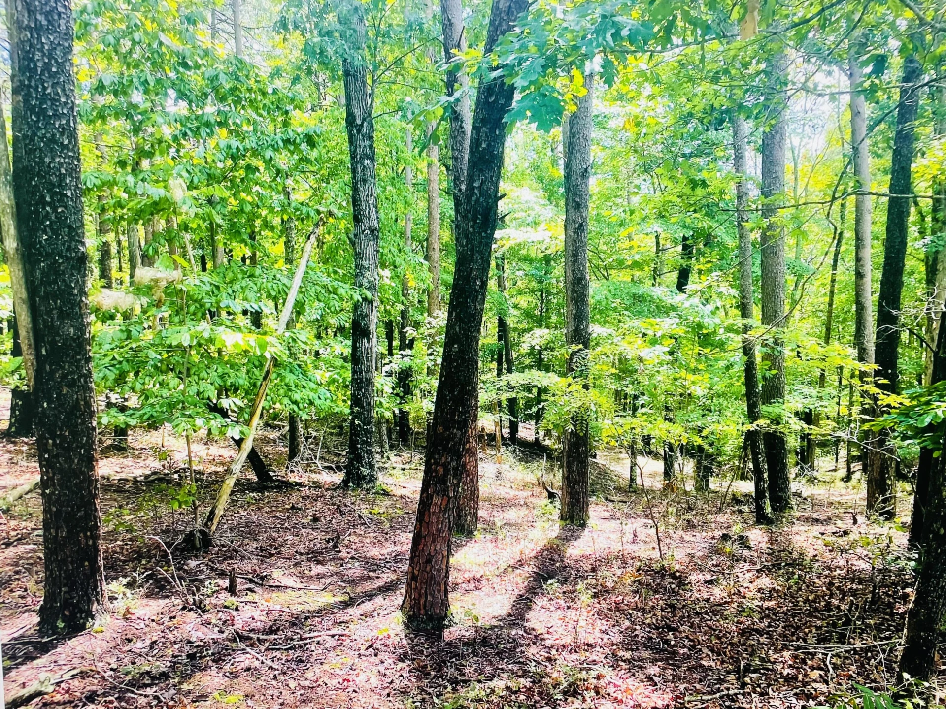 Lot 97 Greenberry DR - Photo 7
