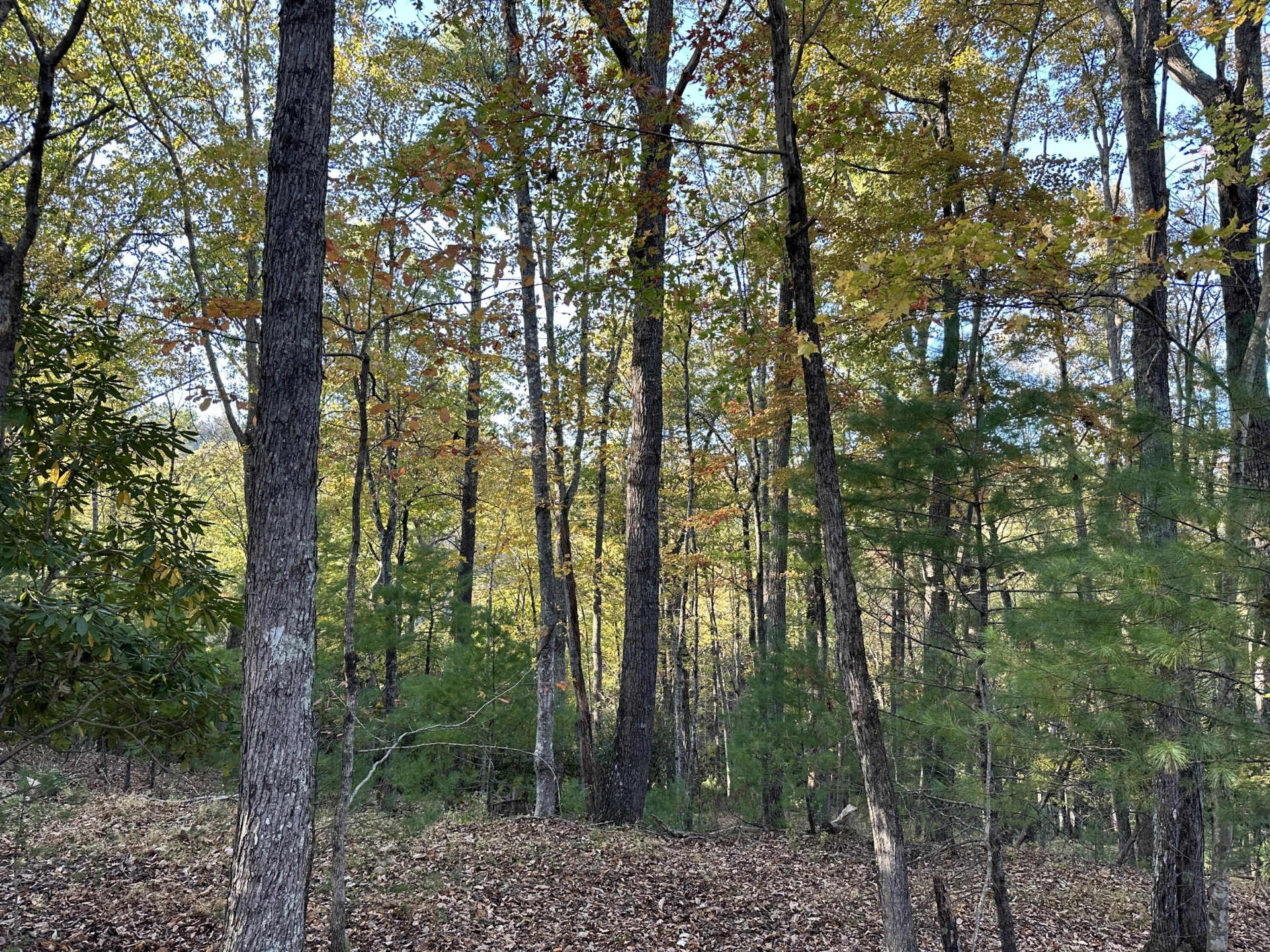 297 Reed Hill RD NW - Photo 15