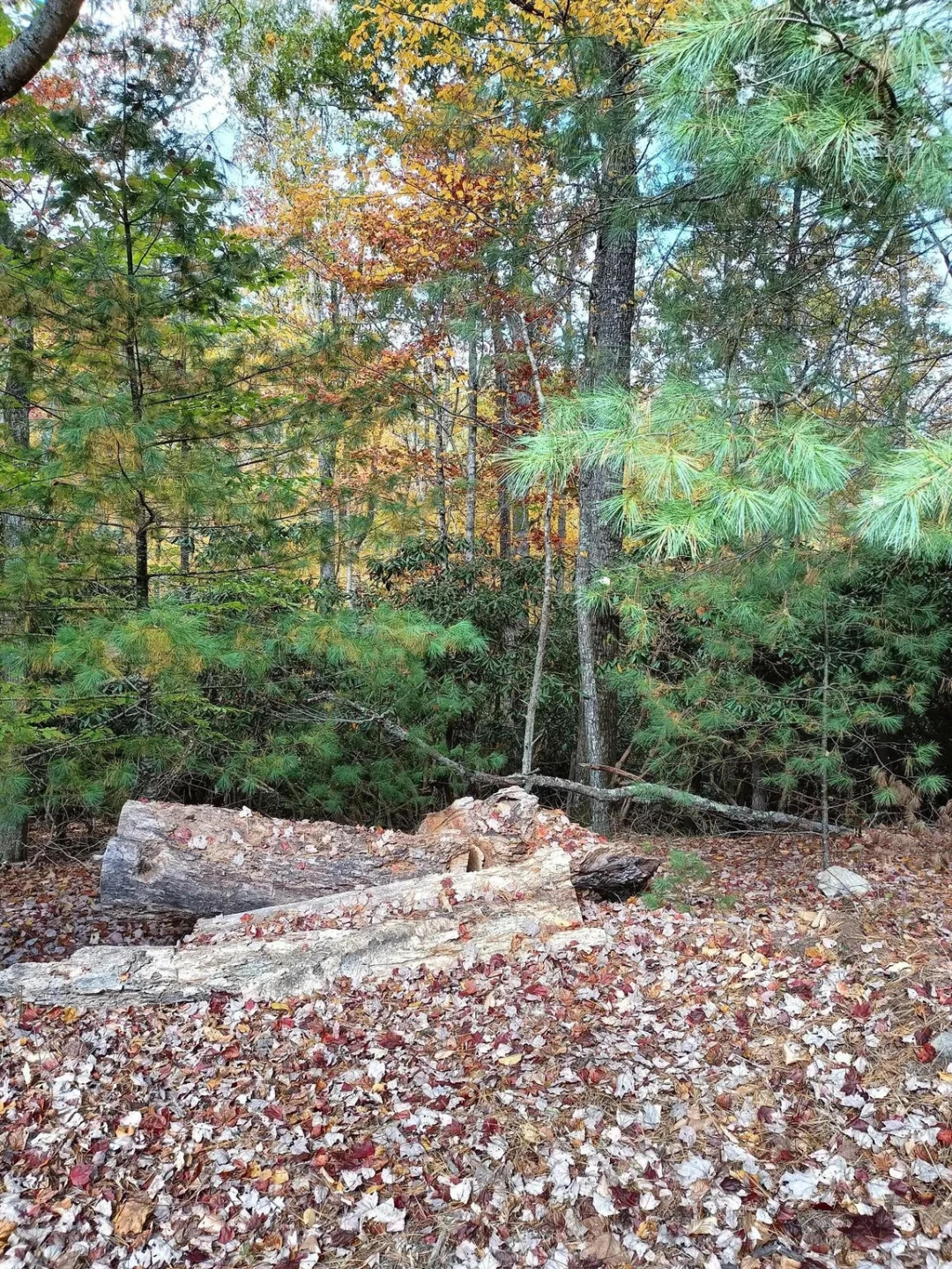 297 Reed Hill RD NW - Photo 5