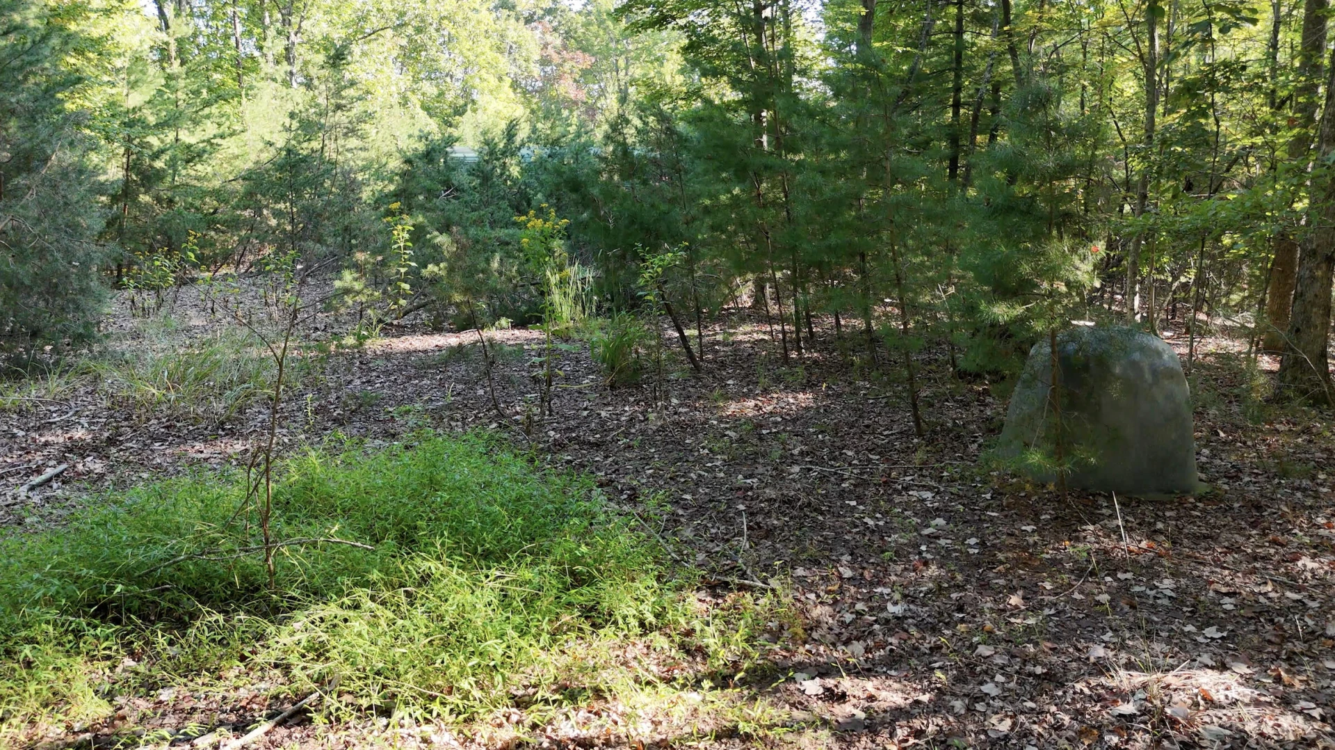 113 Foley RD - Photo 6
