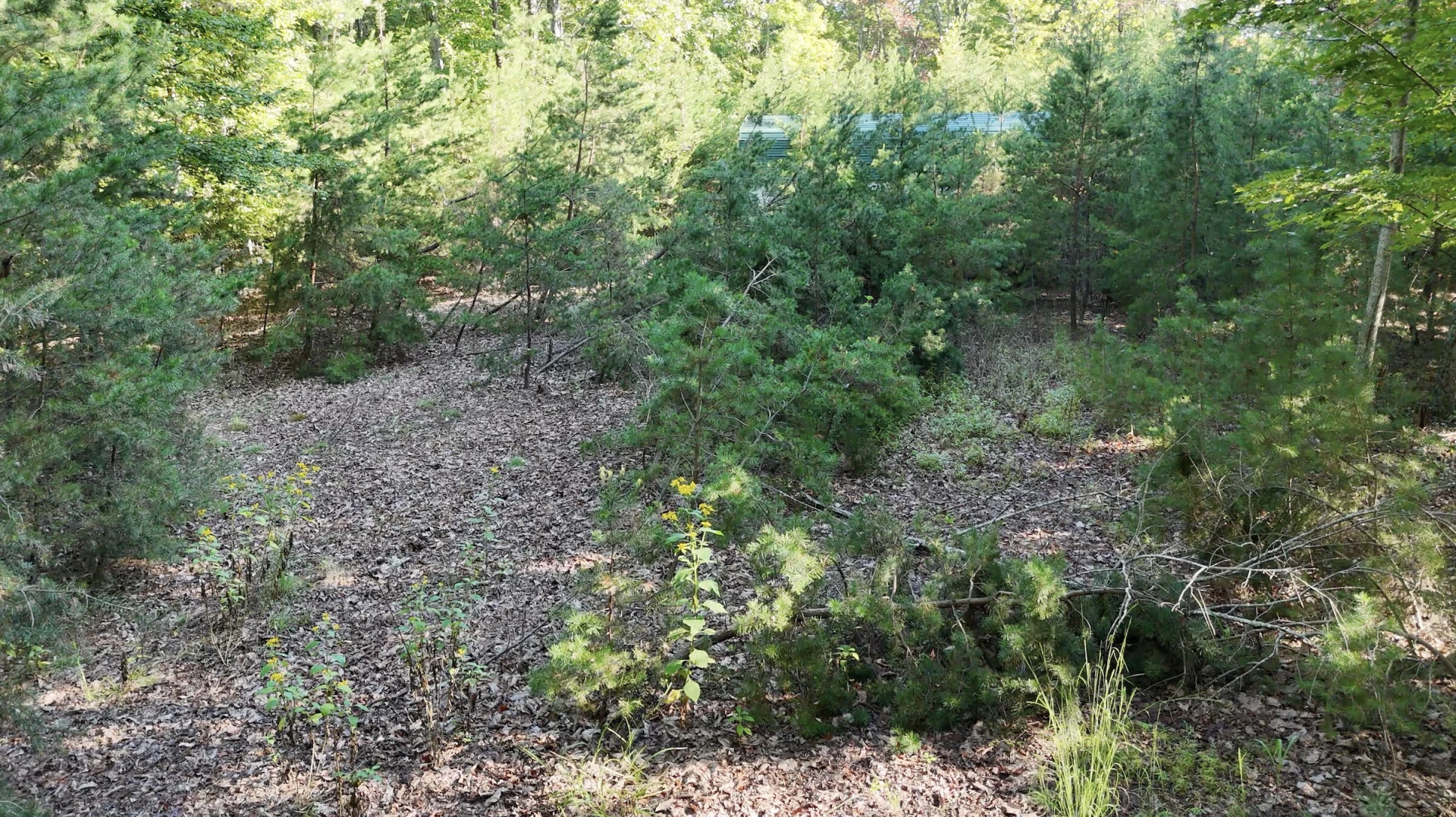 113 Foley RD - Photo 7