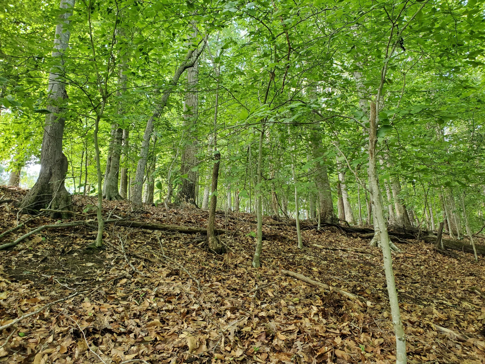 Lot 120 Park Way AVE - Photo 4