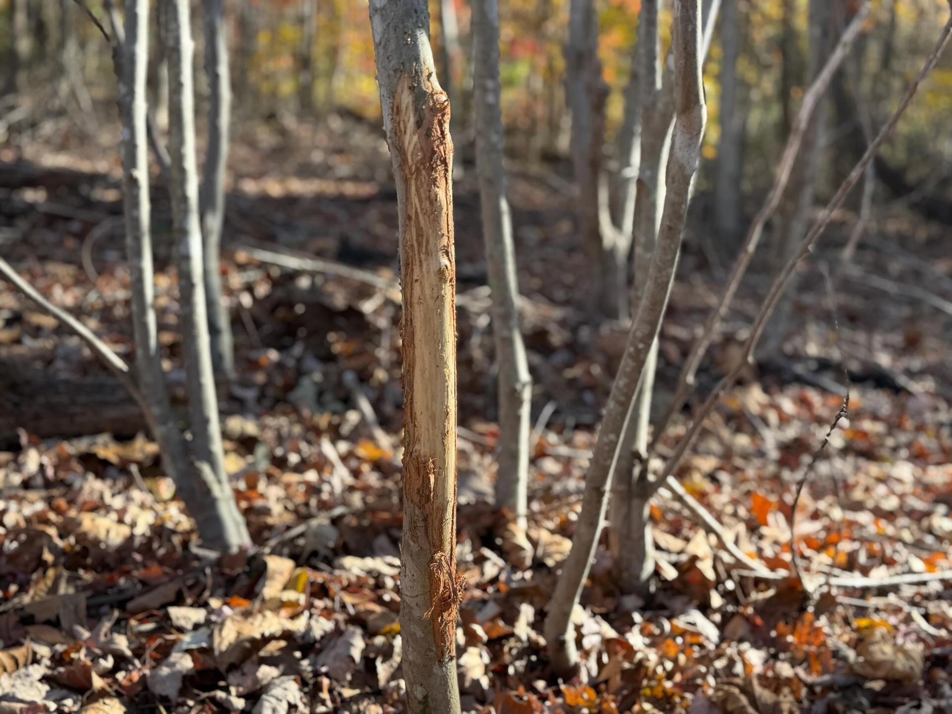0 Beulah RD - Photo 13