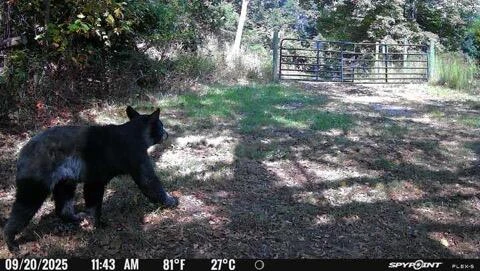 0 Beulah RD - Photo 16