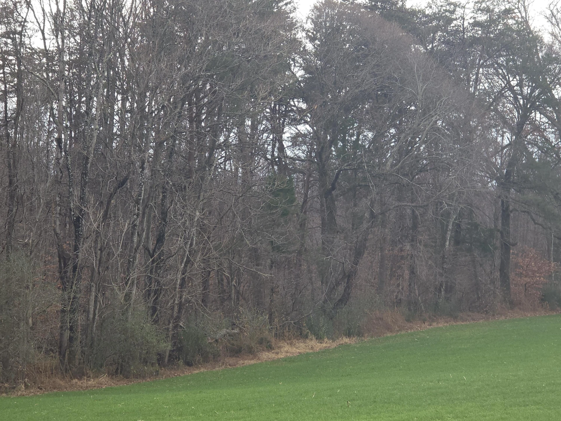 0 Old Franklin Turnpike - Photo 11
