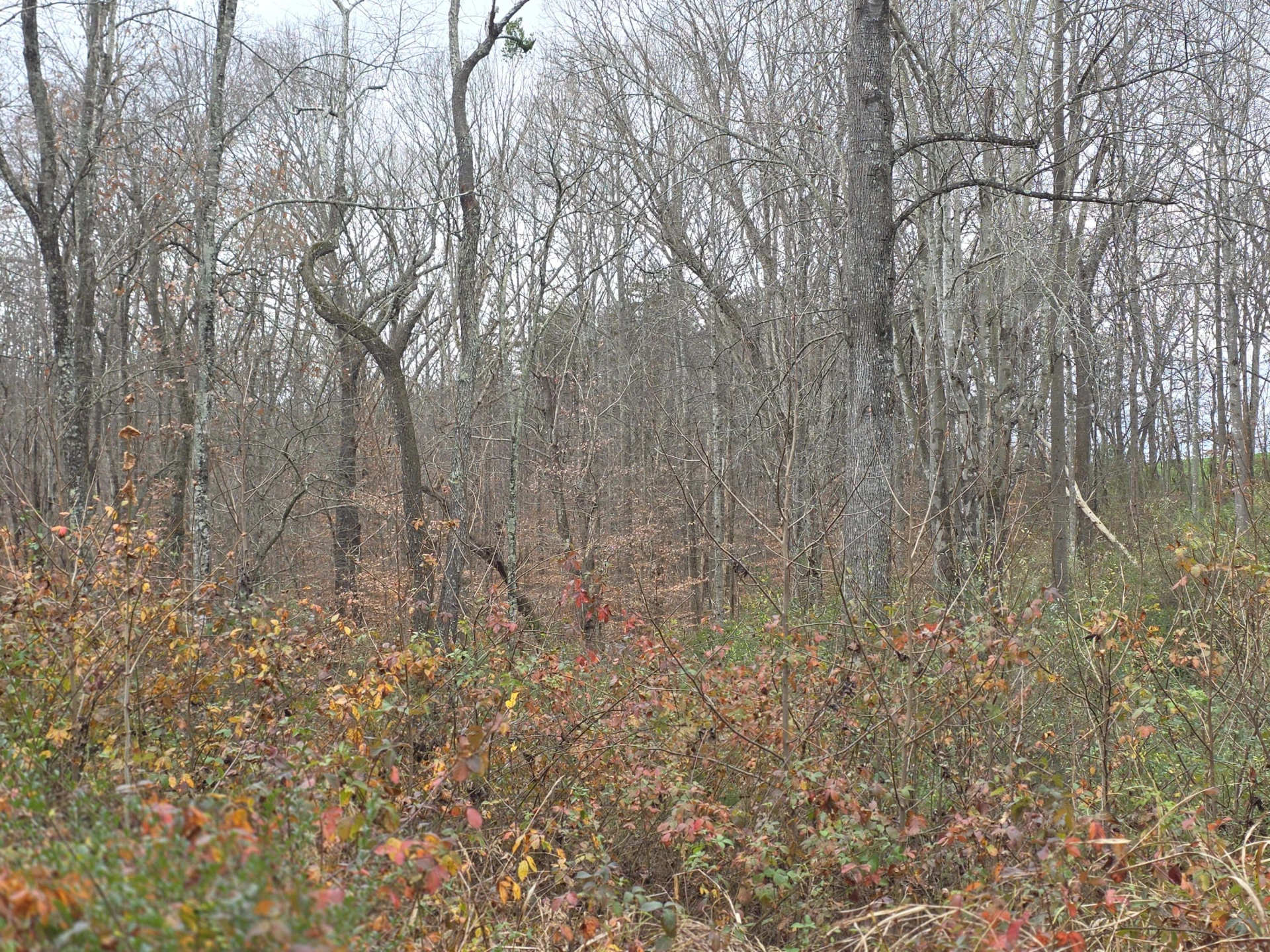 0 Old Franklin Turnpike - Photo 7