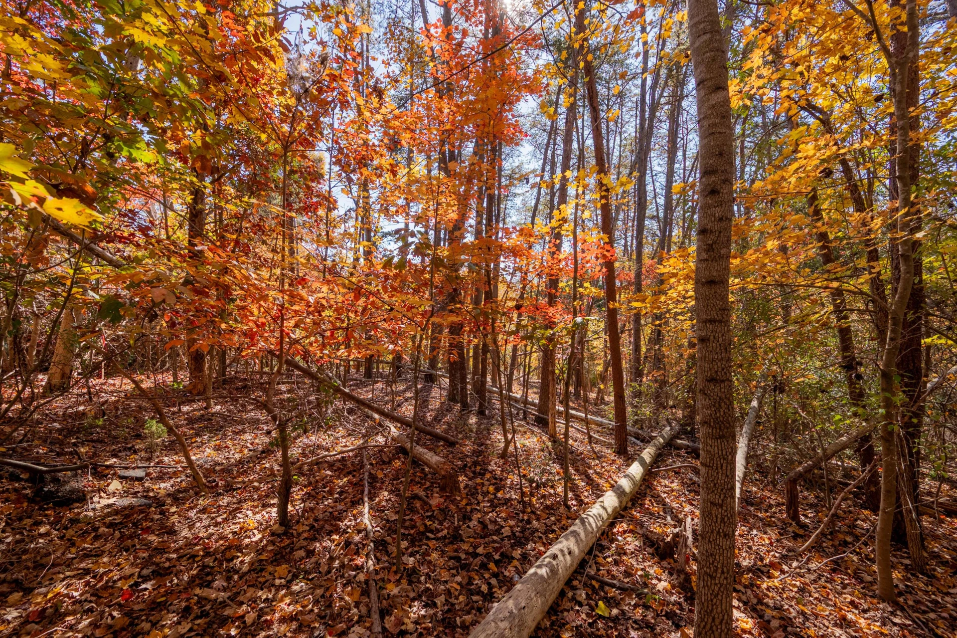 TBD Lakewood Forest RD - Photo 26