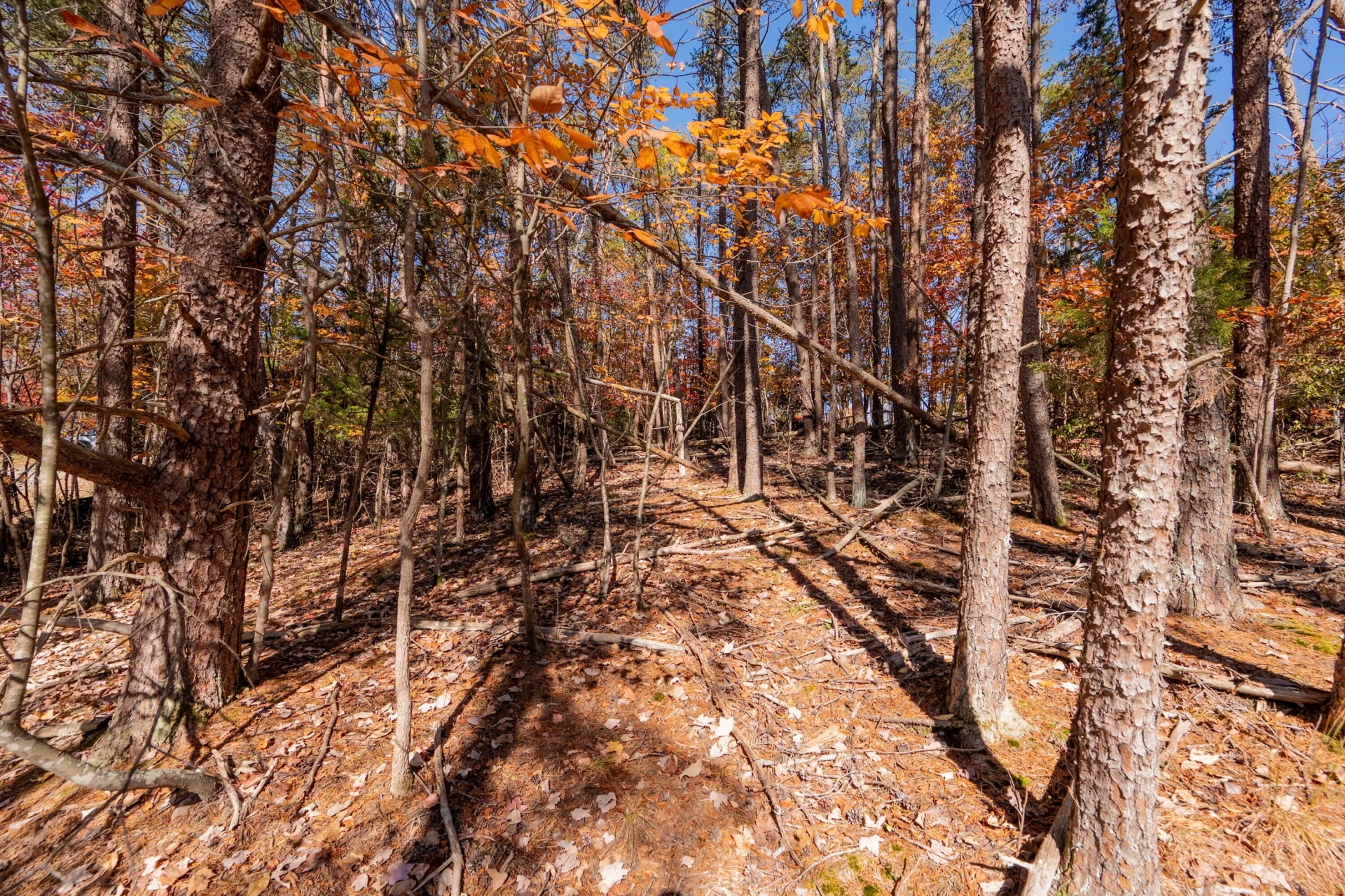 TBD Lakewood Forest RD - Photo 28