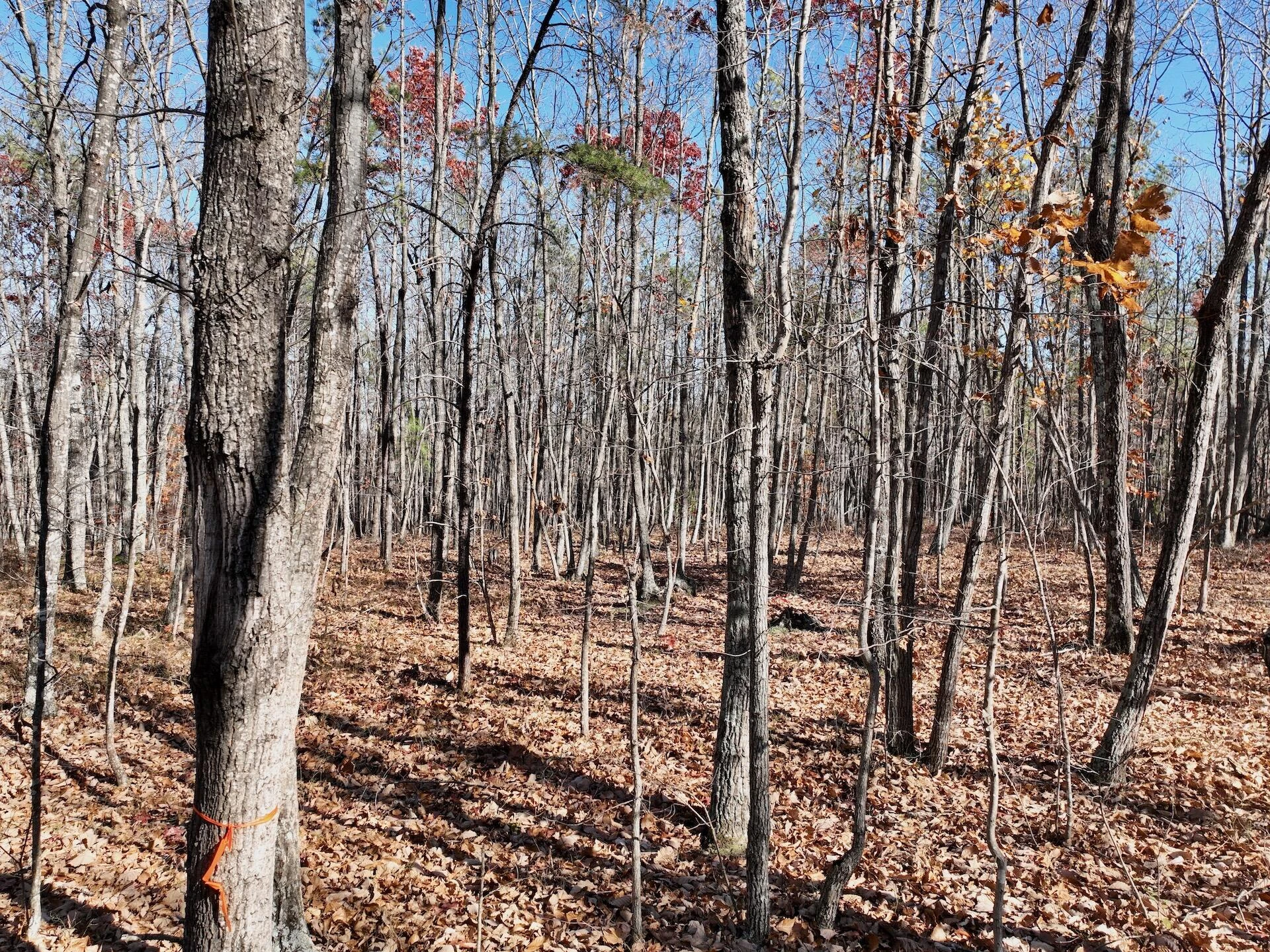 0 Lemon Ridge LN - Photo 31