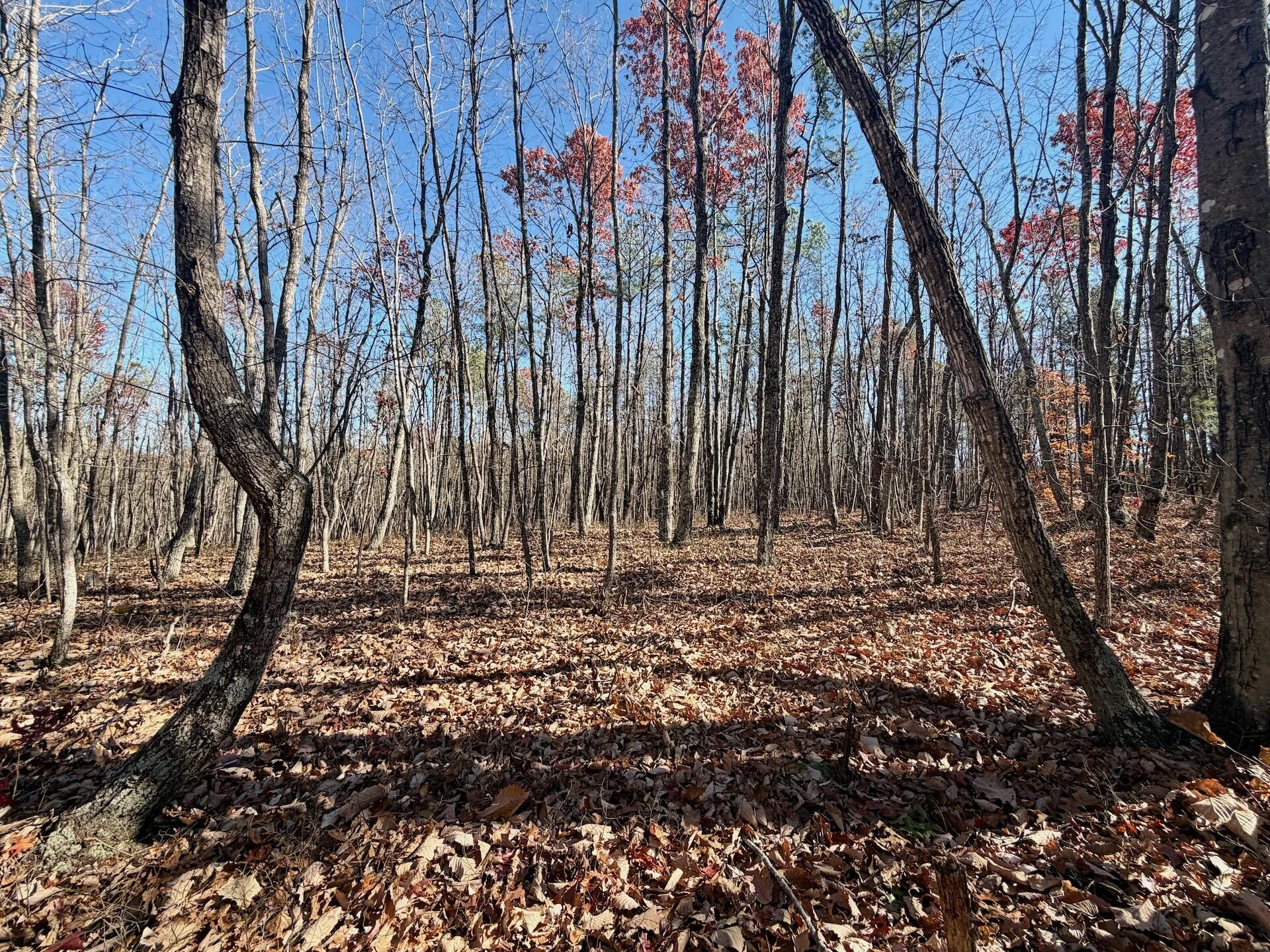 0 Lemon Ridge LN - Photo 8