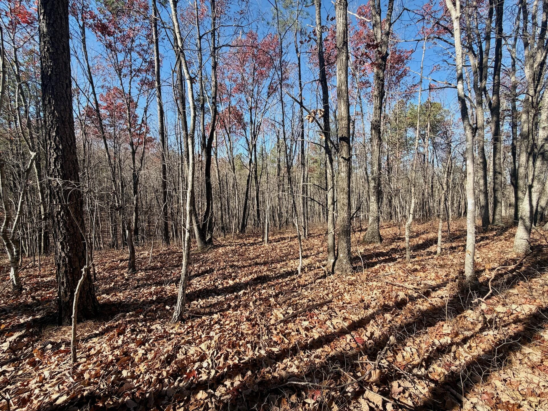 0 Lemon Ridge LN - Photo 9