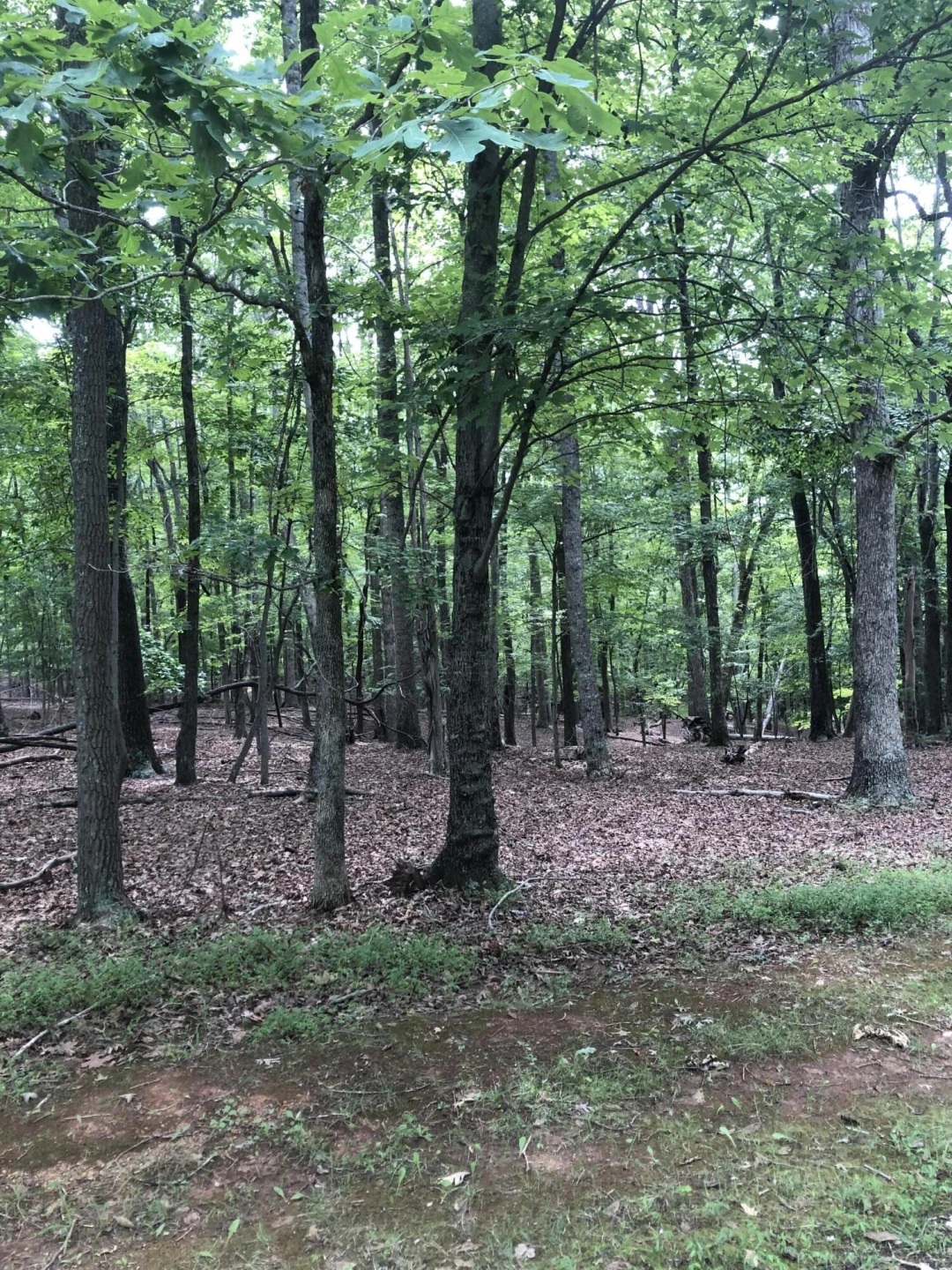 Lot 232 Lake Front CIR - Photo 3