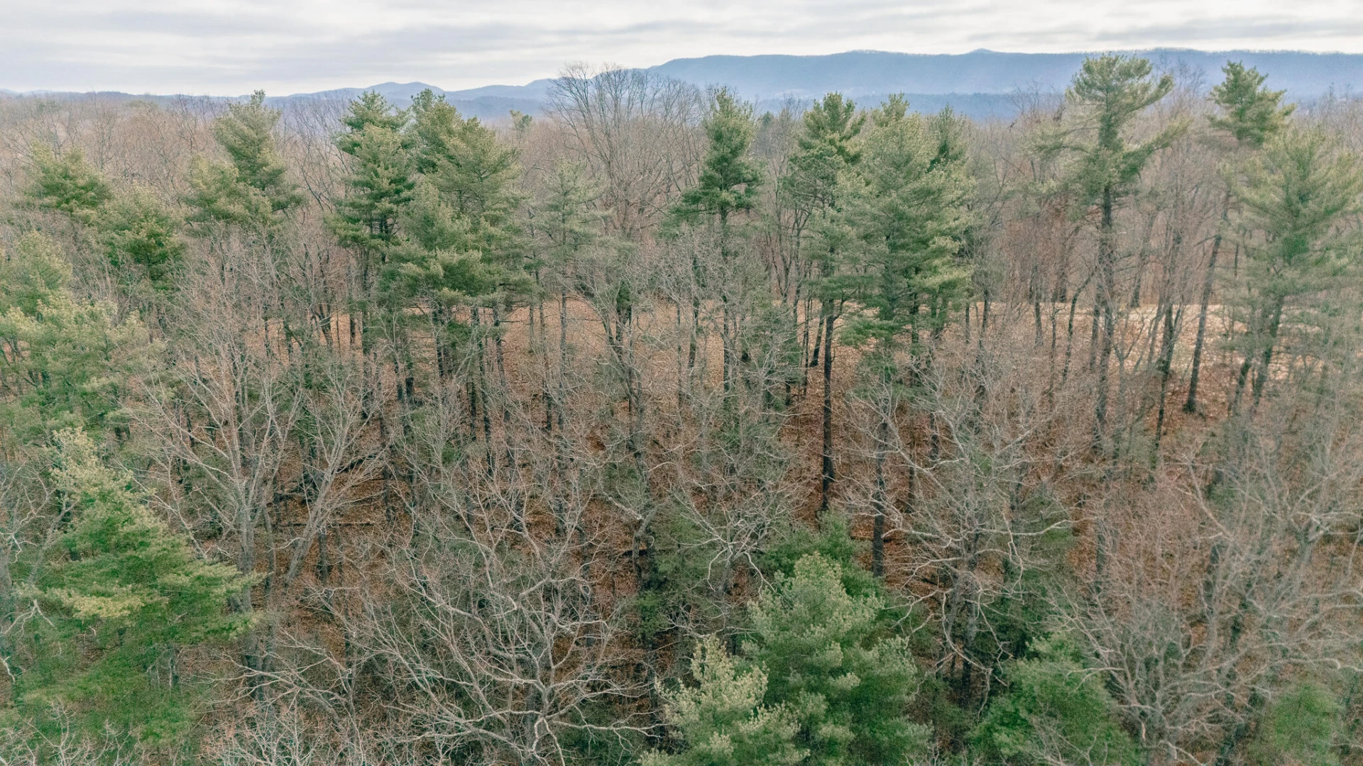 3909 Hodge Hollow RD - Photo 10