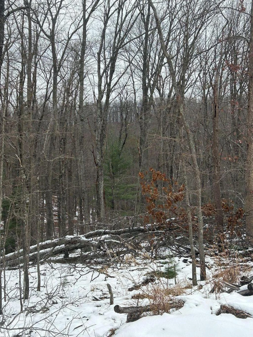 0 Timber Trail LN - Photo 2