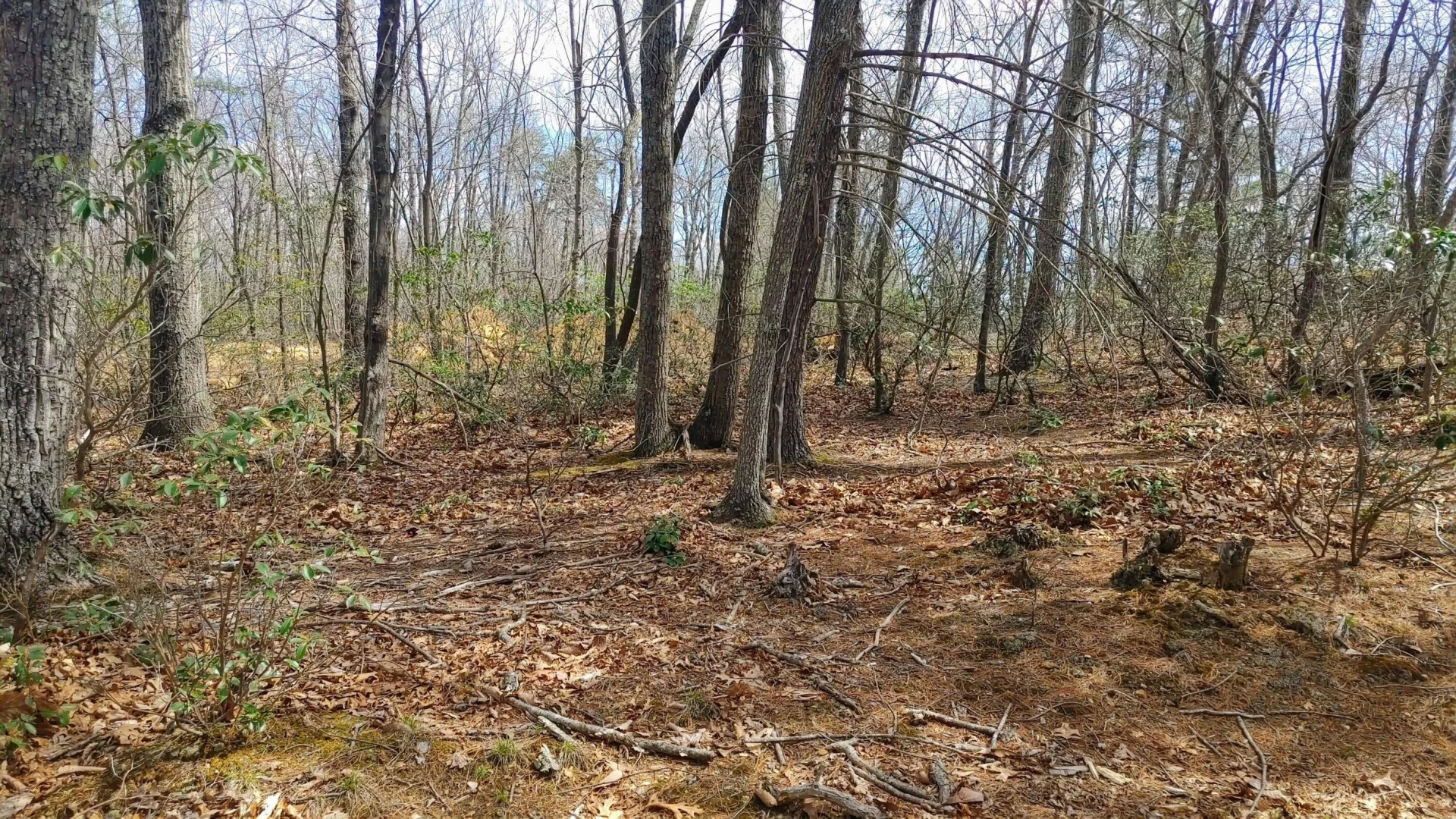0 Timber Trail LN - Photo 4