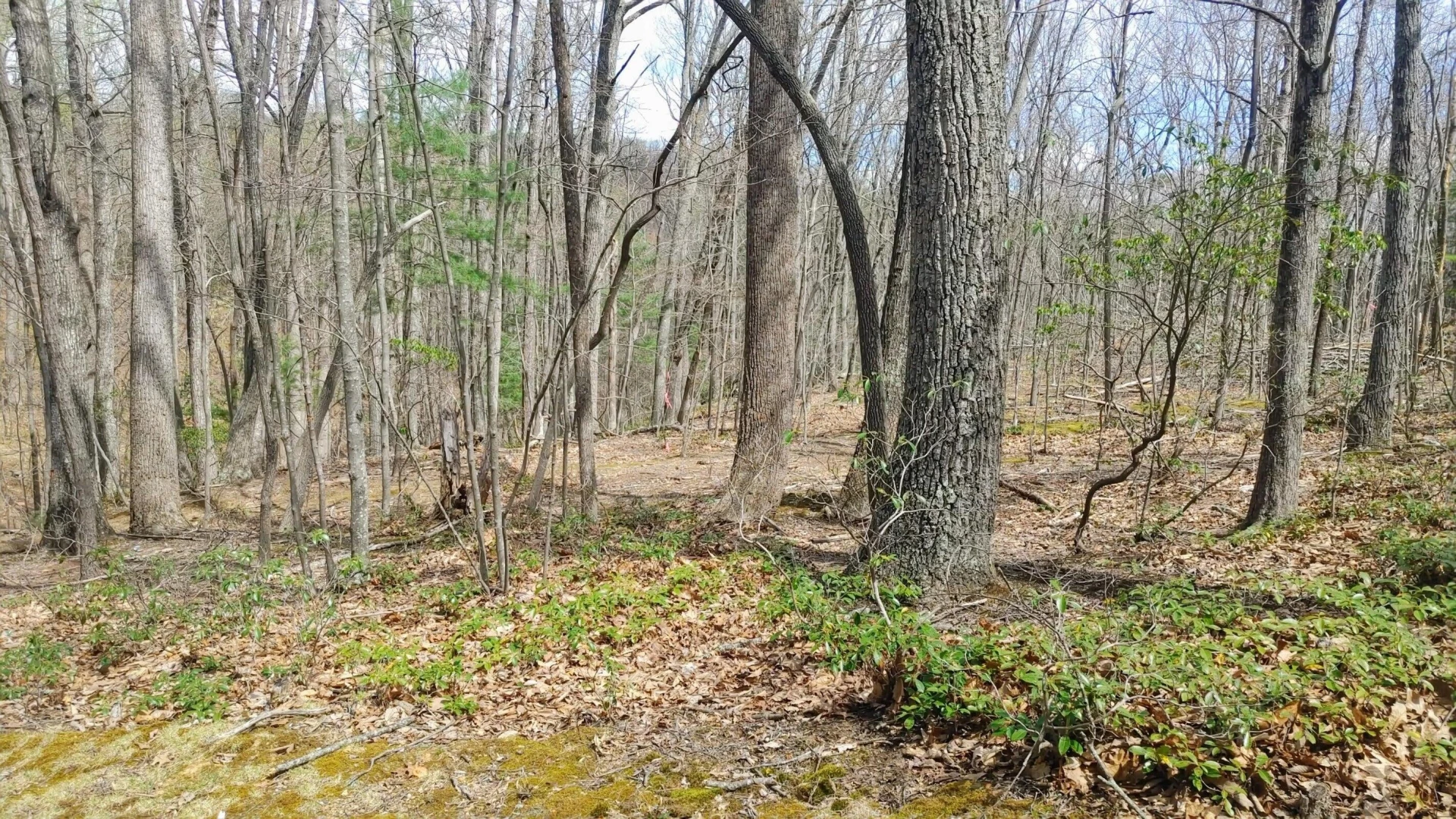 0 Timber Trail LN - Photo 5