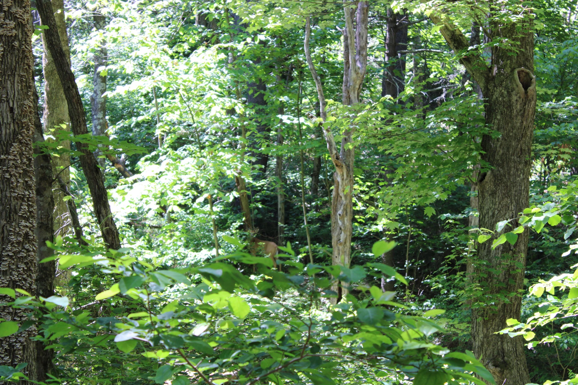 7923 Poor Mountain RD - Photo 86
