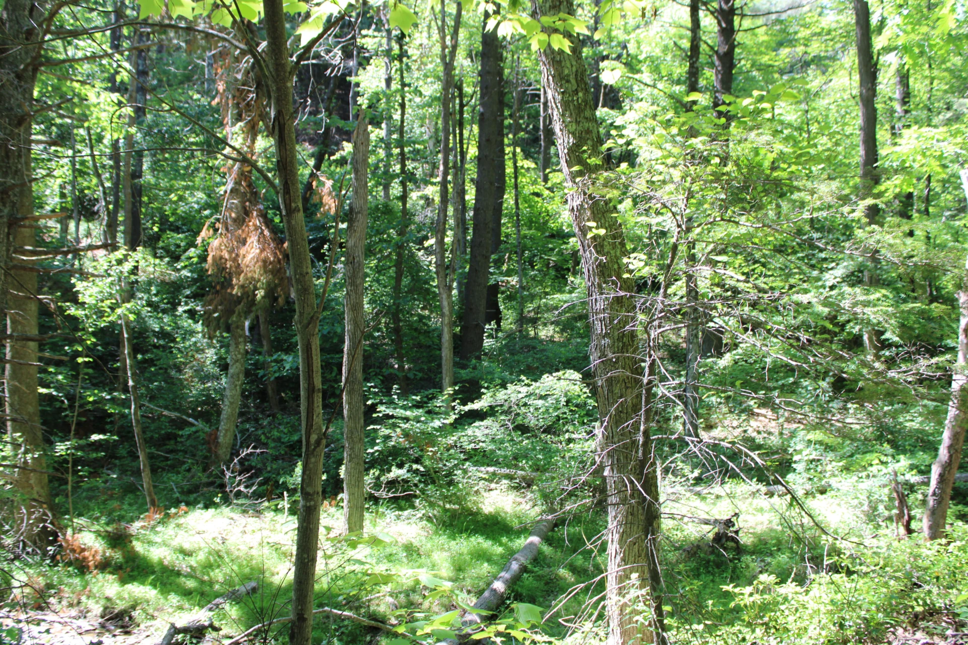7923 Poor Mountain RD - Photo 94