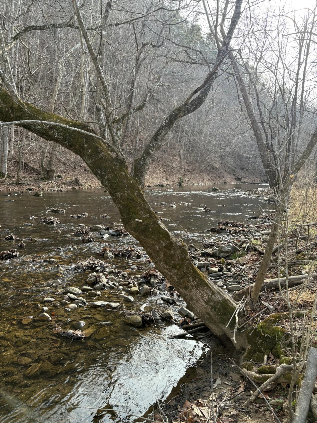 Lot 16 Flick DR - Photo 11
