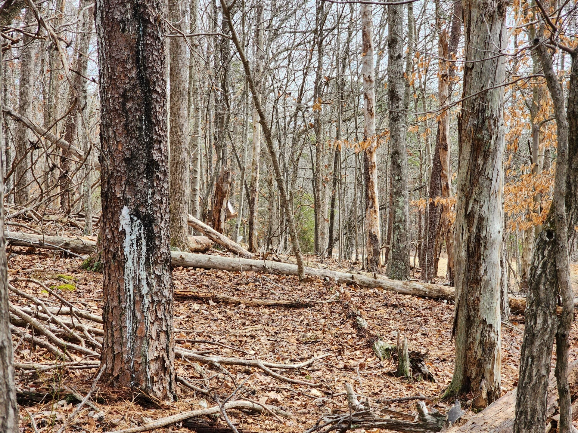 Lot 45 Chestnut DR - Photo 2