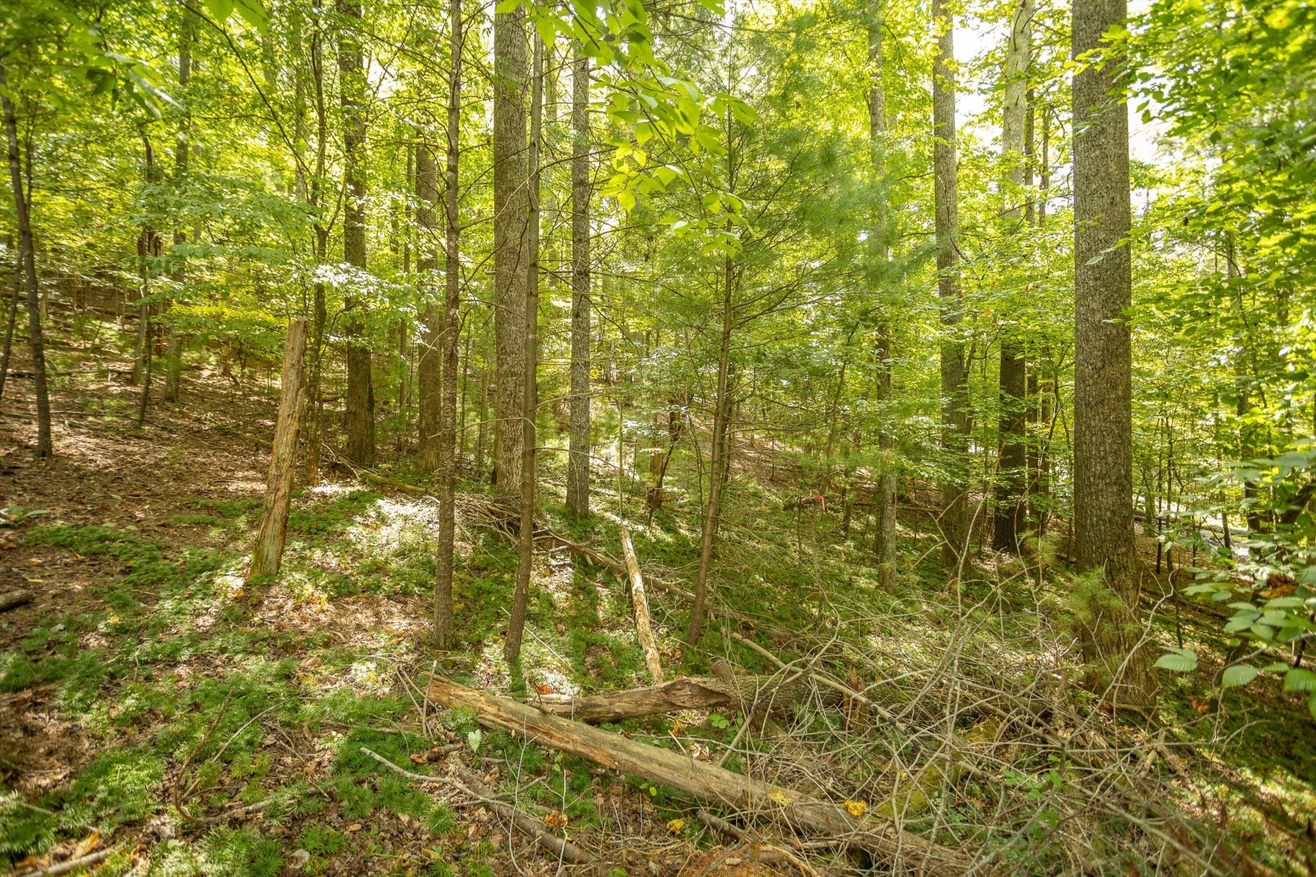 0 Willow Branch RD - Photo 13