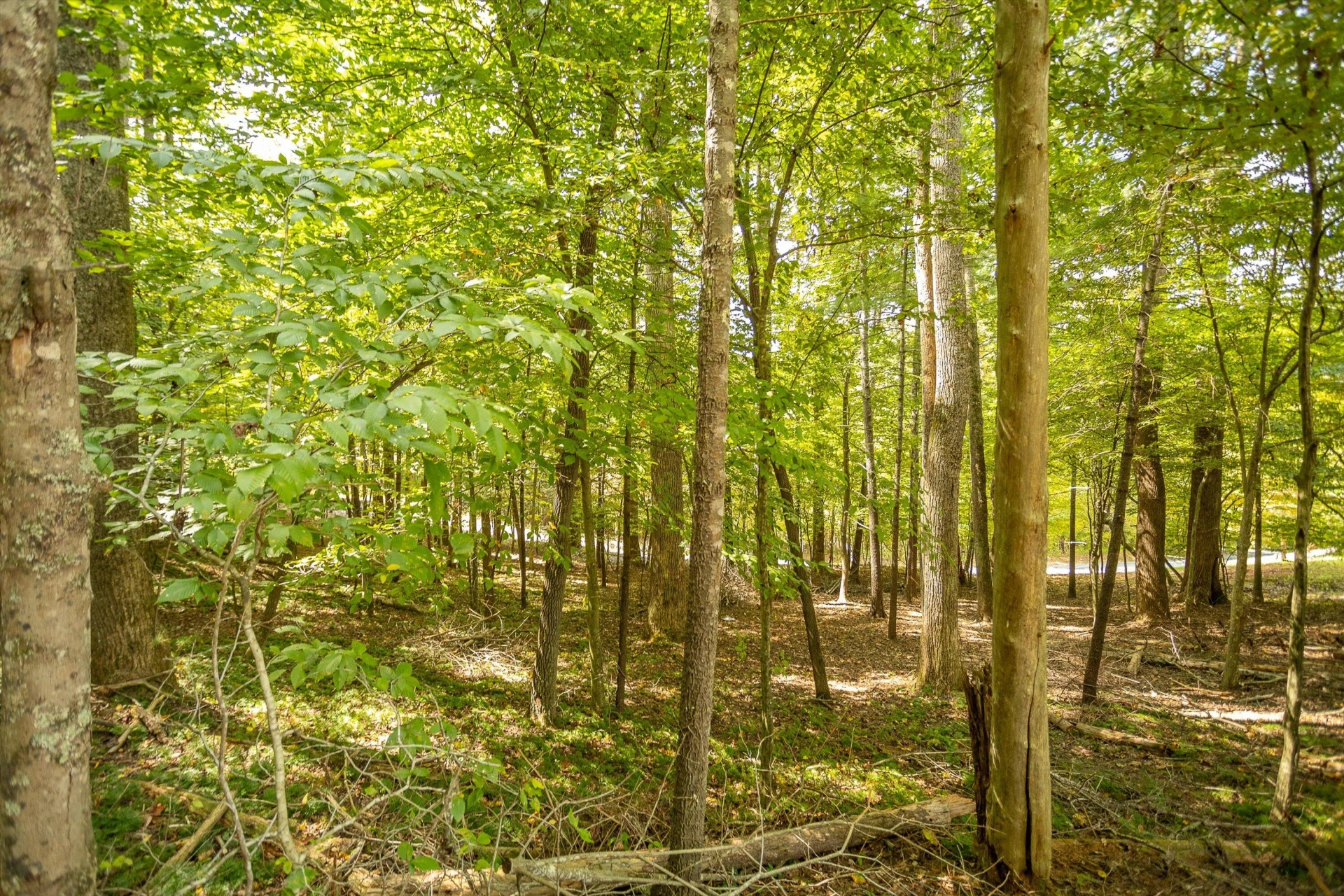 0 Willow Branch RD - Photo 14
