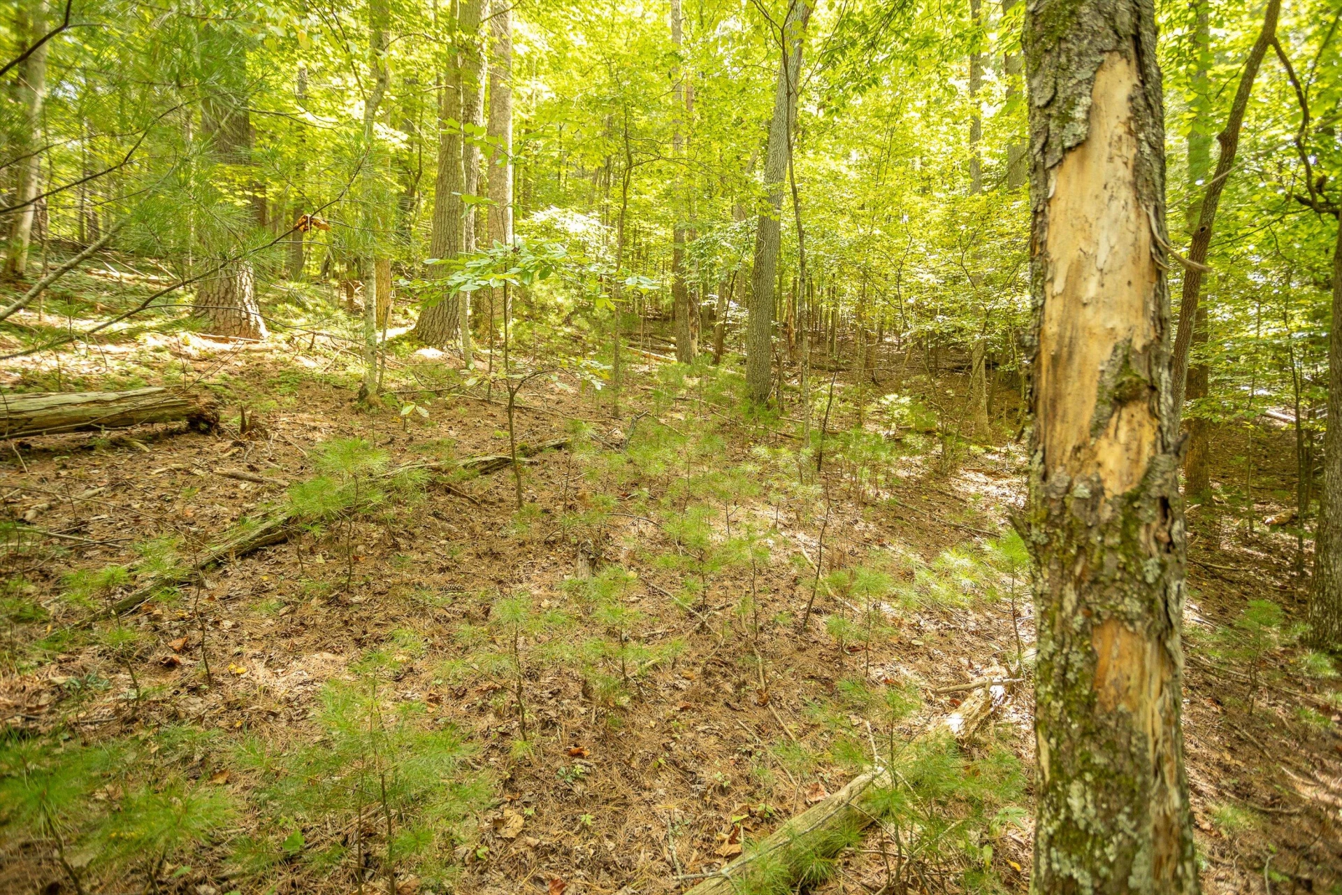 0 Willow Branch RD - Photo 16