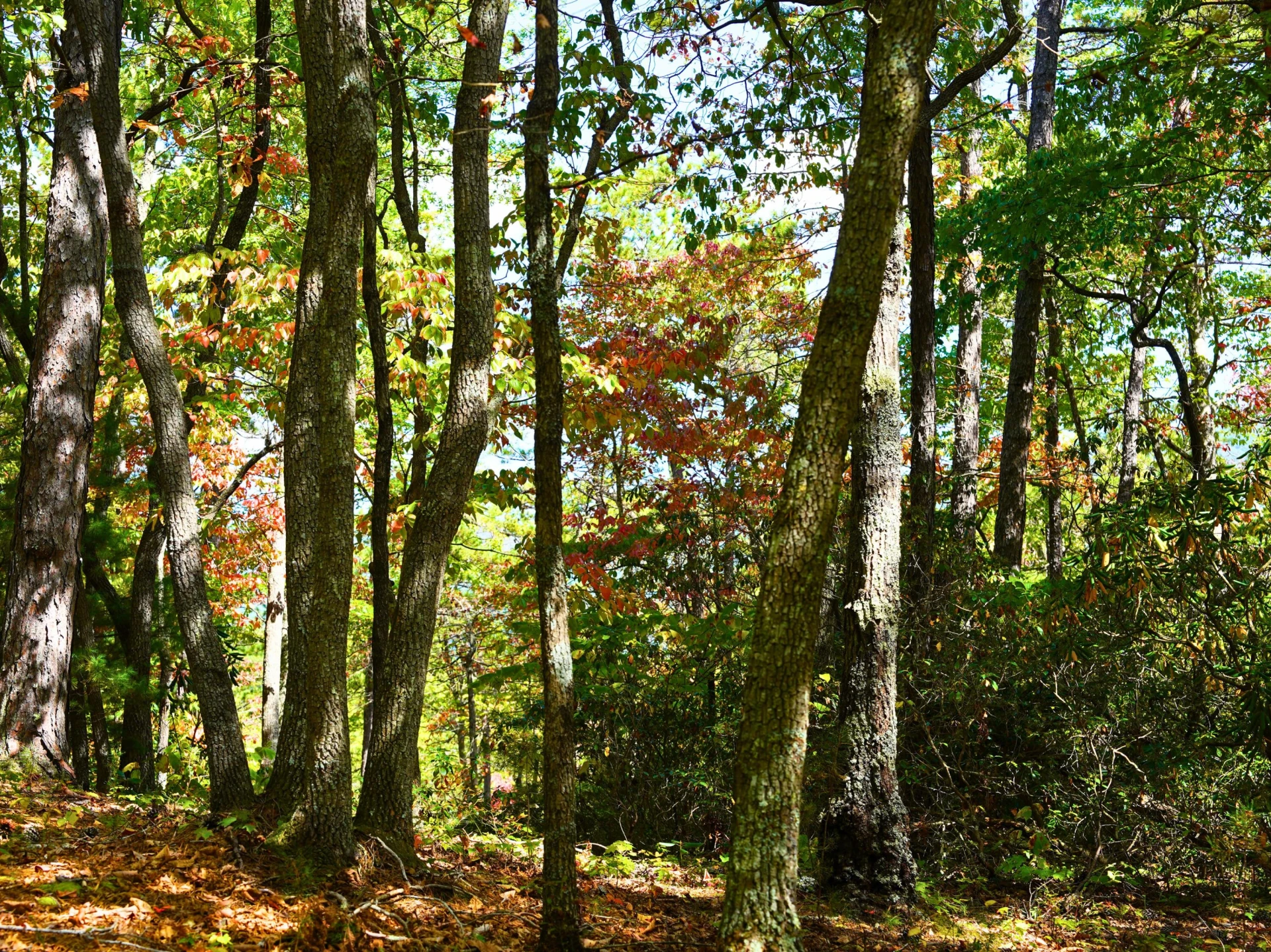 TBD Dry Gulch RD - Photo 14