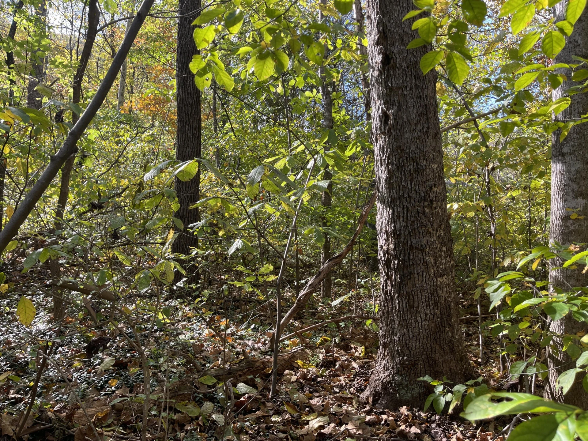 0 Hunting Creek RD - Photo 14
