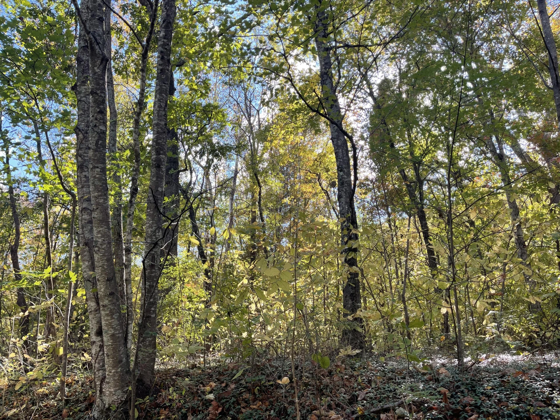 0 Hunting Creek RD - Photo 18