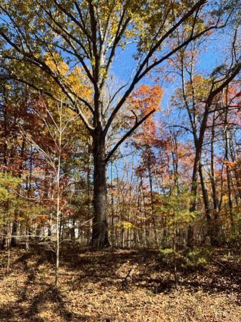 Lot 48 Gap Bridge RD - Photo 14