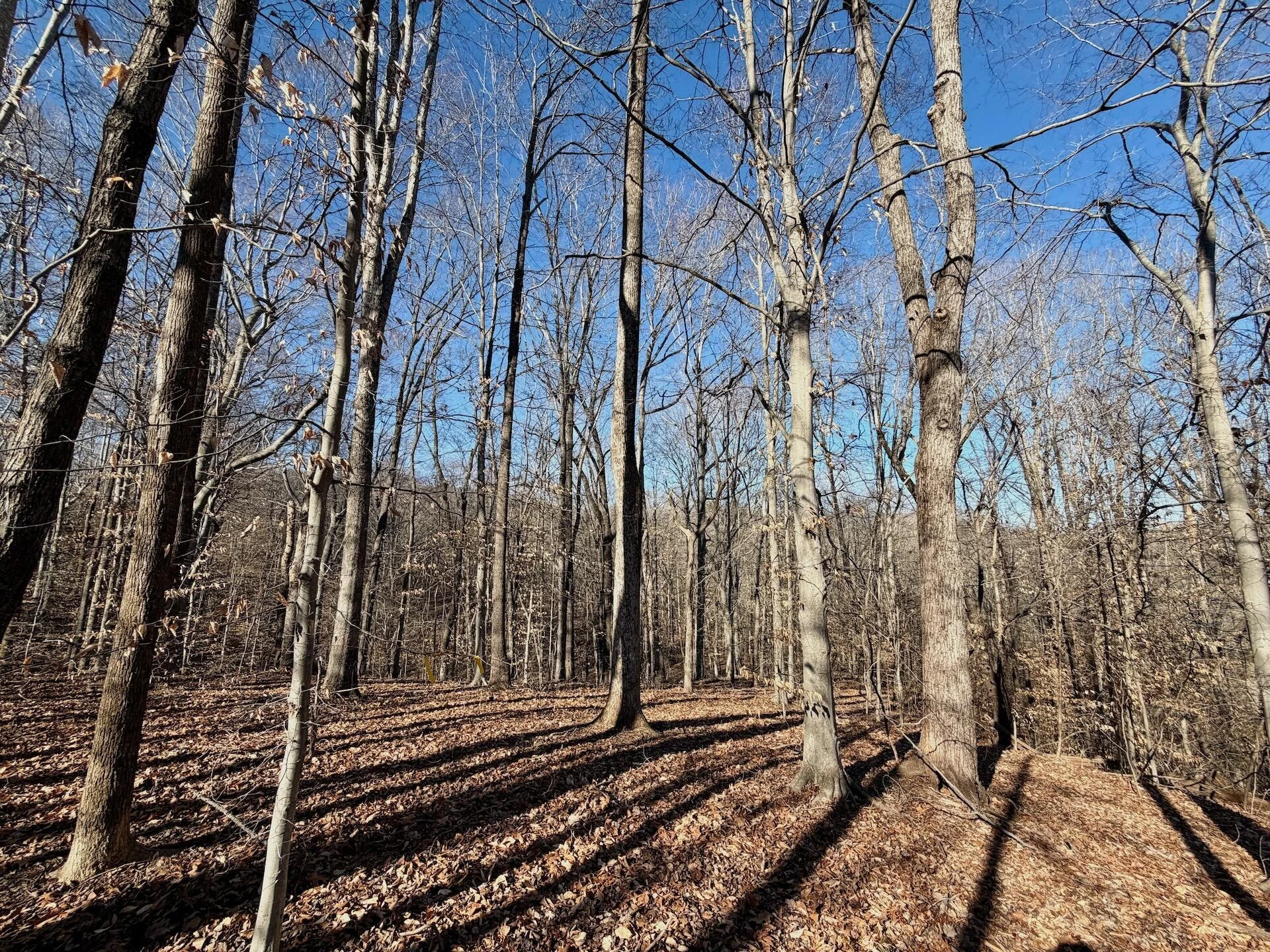 00 Walnut LN - Photo 16