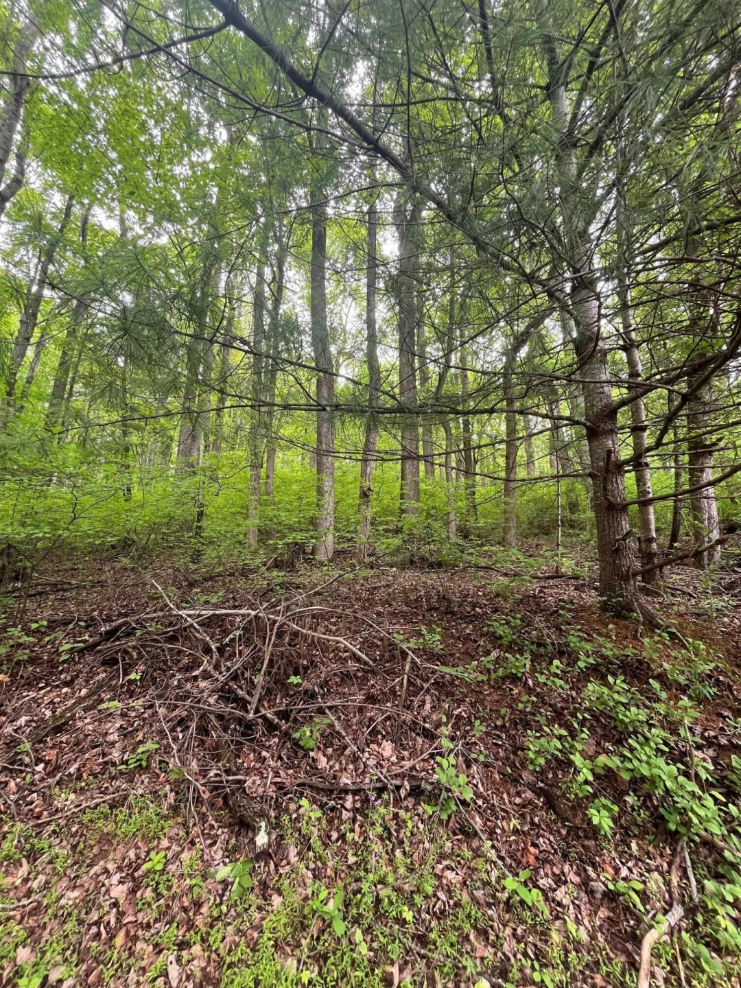 9737 Pine Forest RD NE - Photo 32