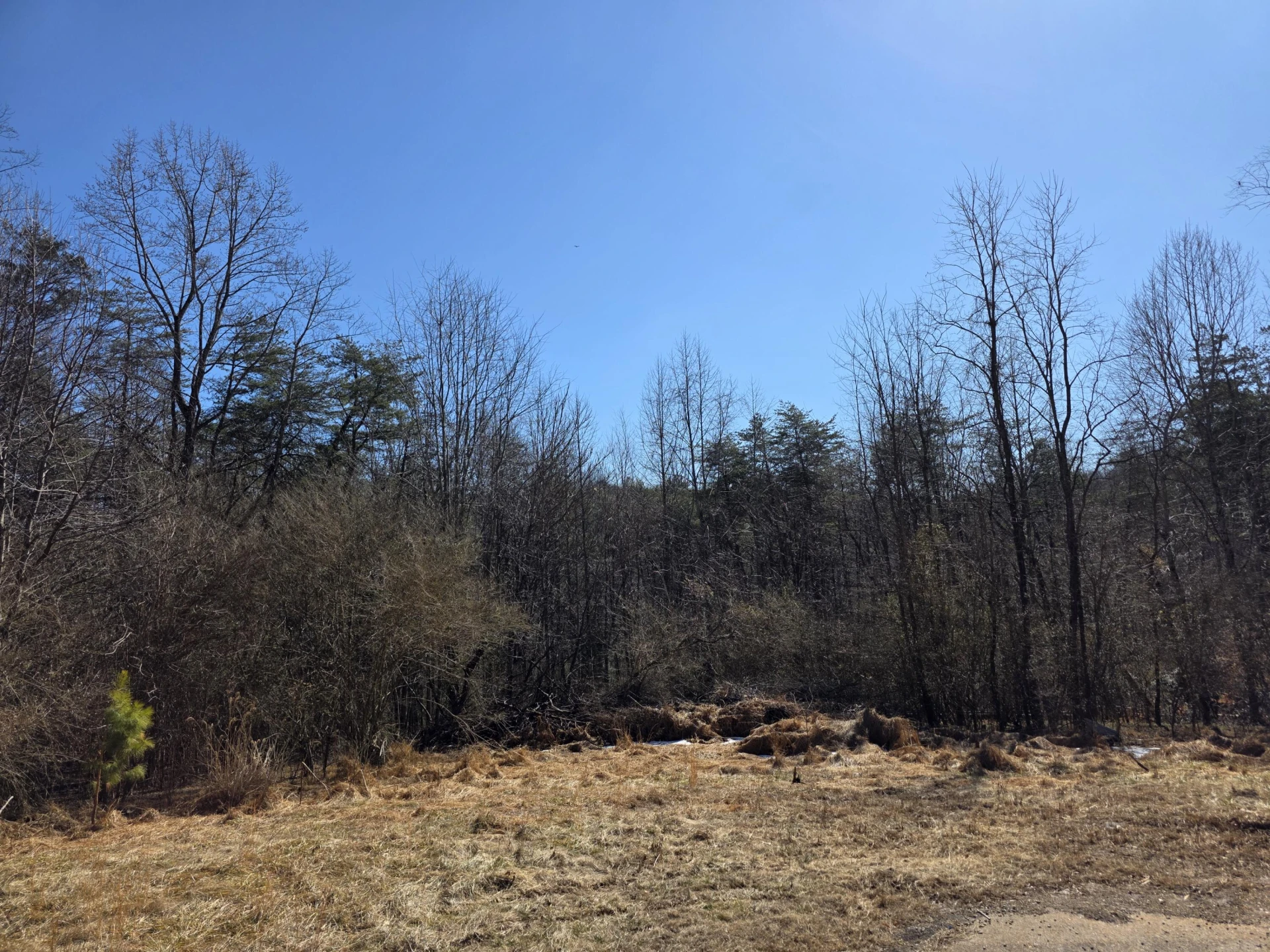 15 Spruce Pine LN - Photo 6