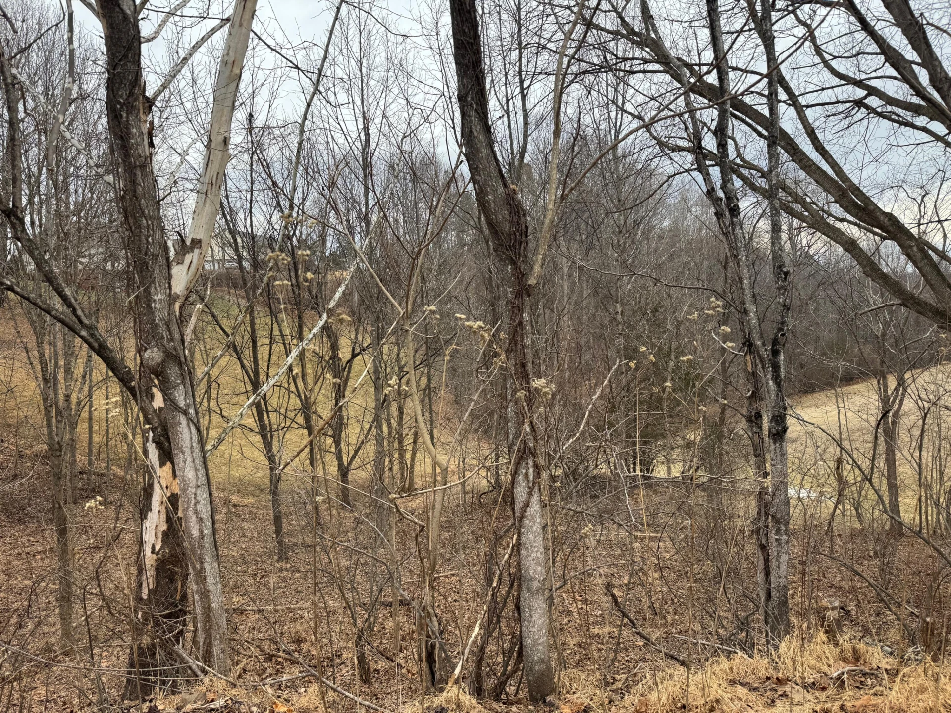 Lot 59 North Church DR - Photo 4