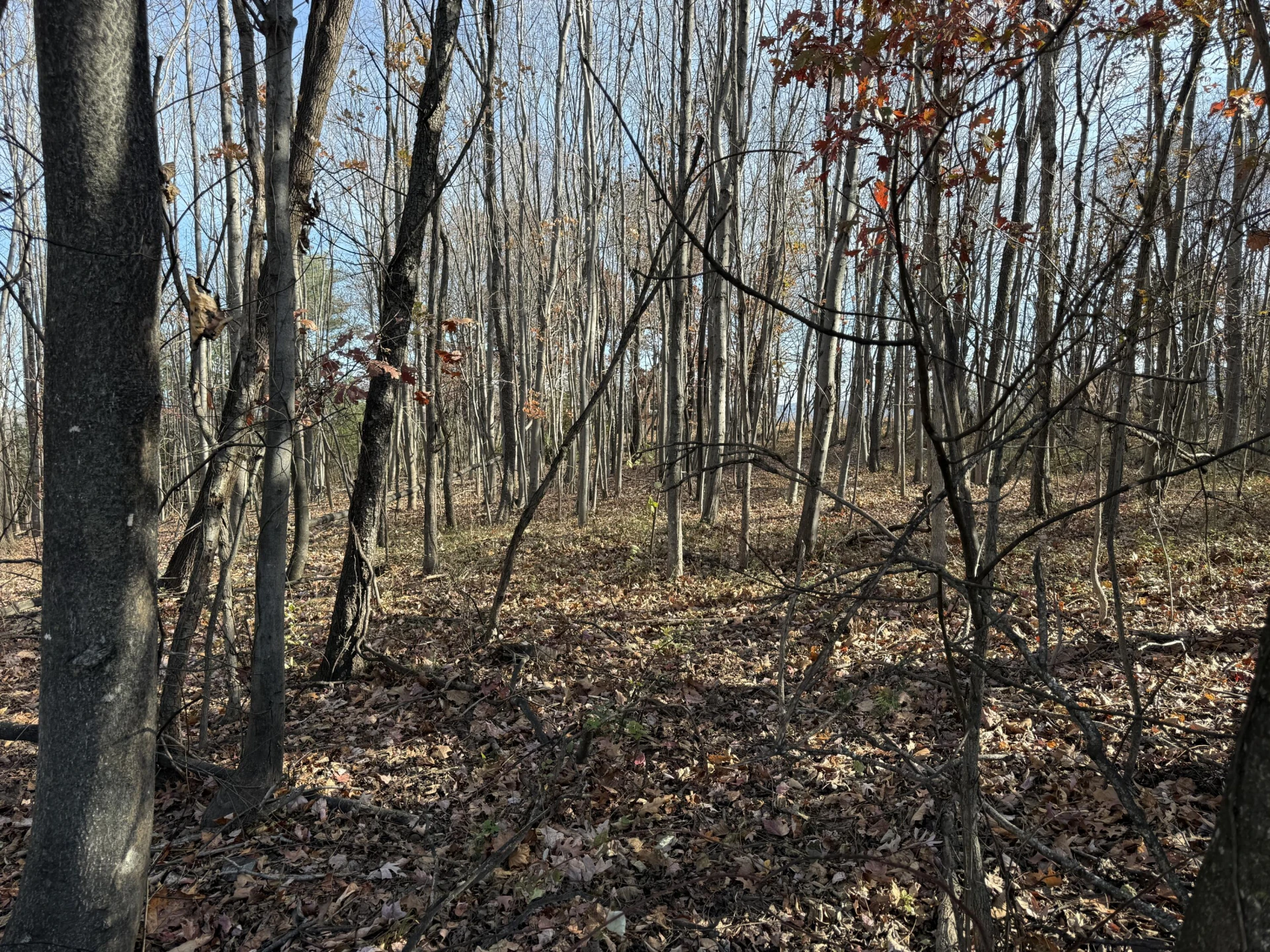 7212 Wood Haven RD - Photo 40