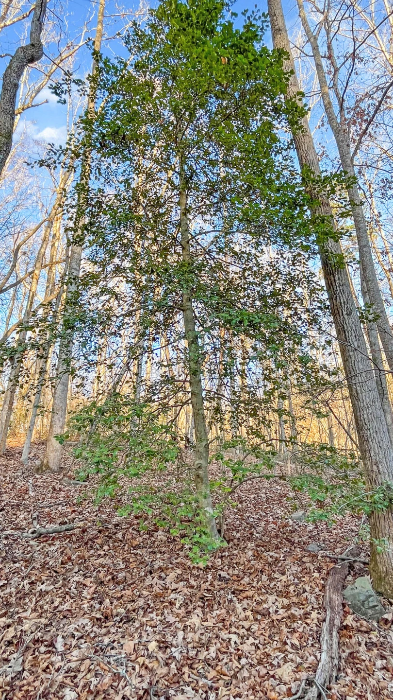 2359 Sago RD - Photo 40