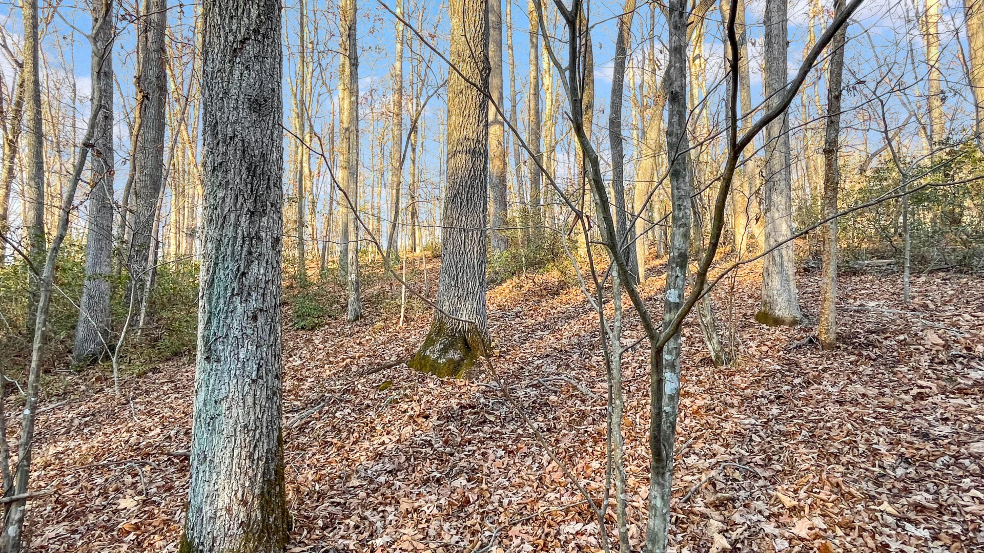 2359 Sago RD - Photo 42