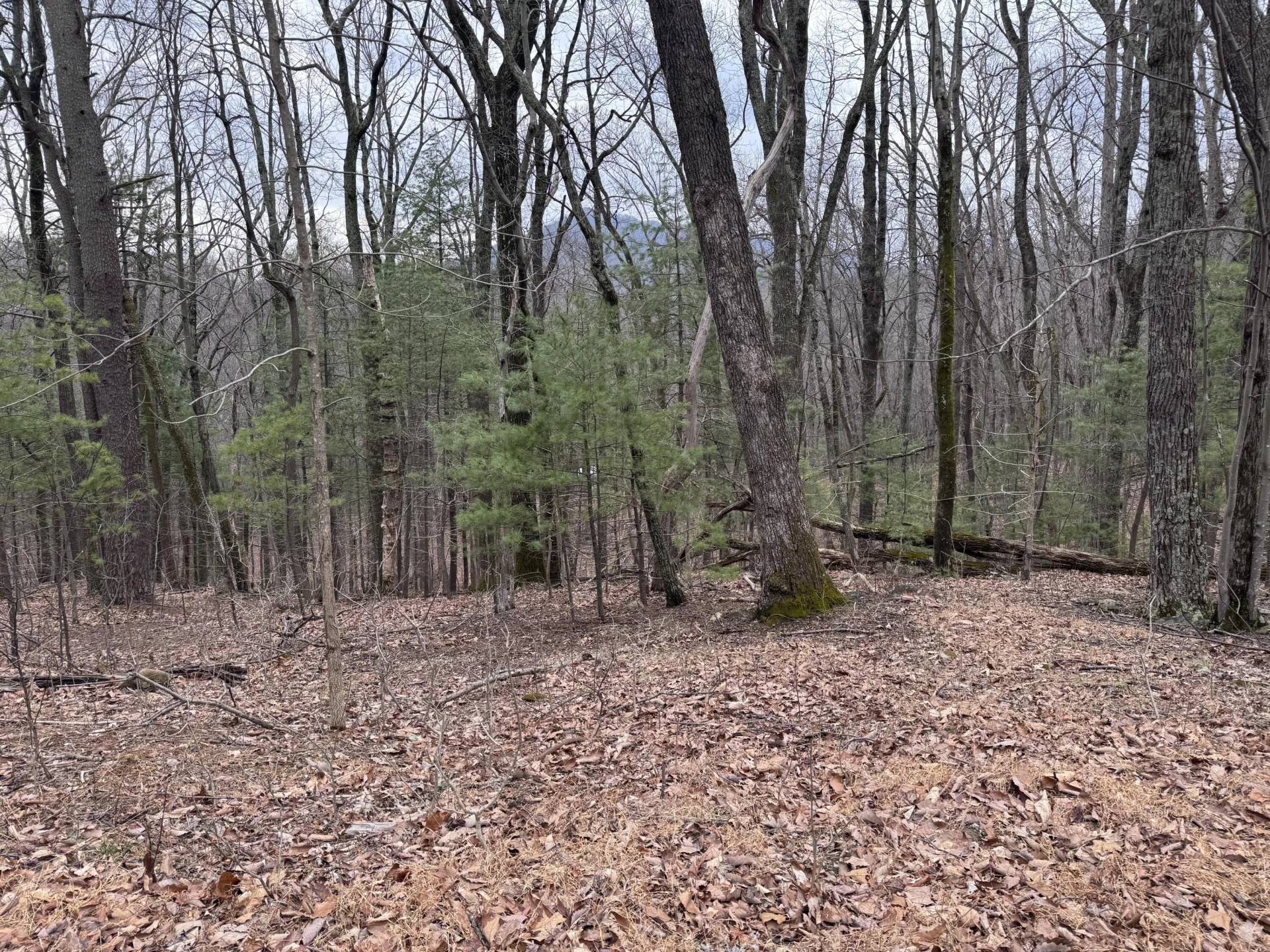 Lot 38 Weatherwood DR - Photo 8
