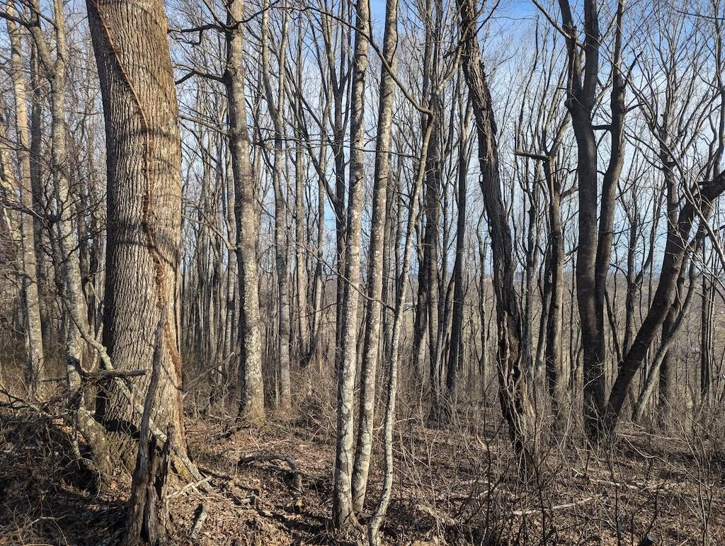 TBD Coles Knob RD NE - Photo 16