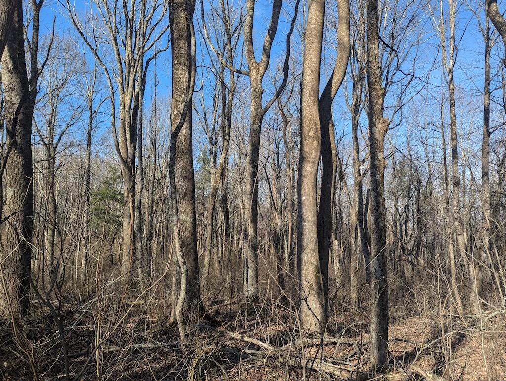 TBD Coles Knob RD NE - Photo 19