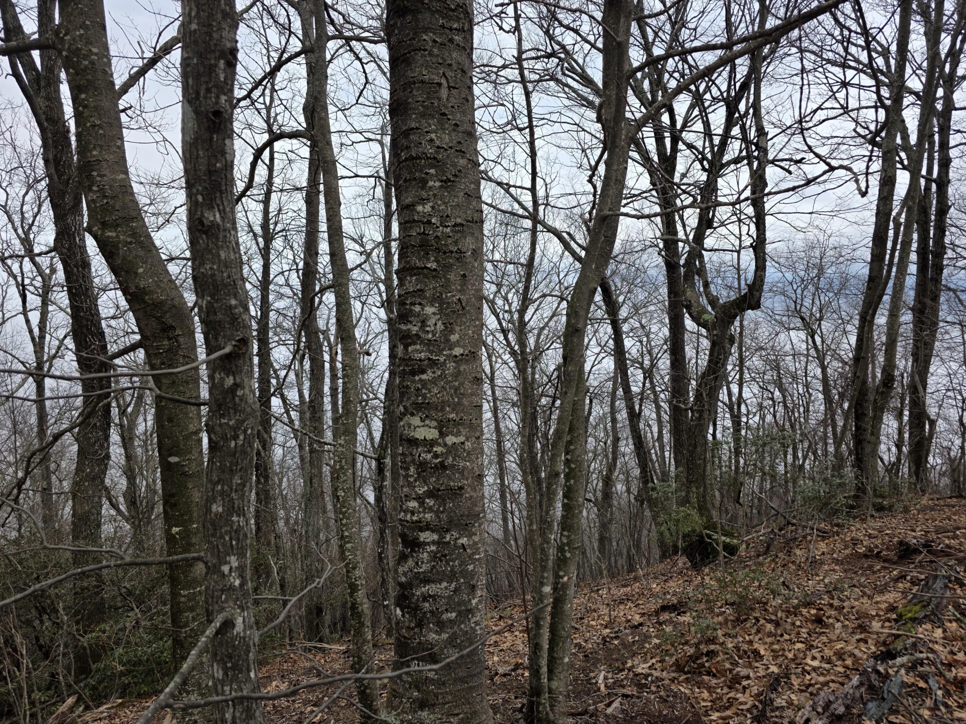 Lot 8 Edgeview DR - Photo 6
