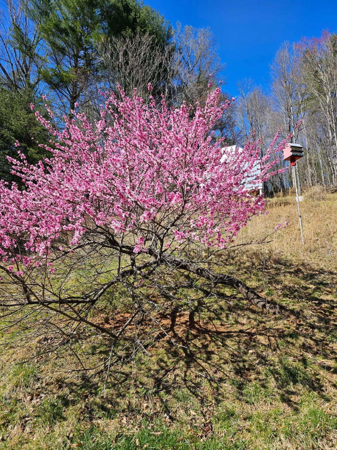 7592 Willow Branch RD - Photo 46