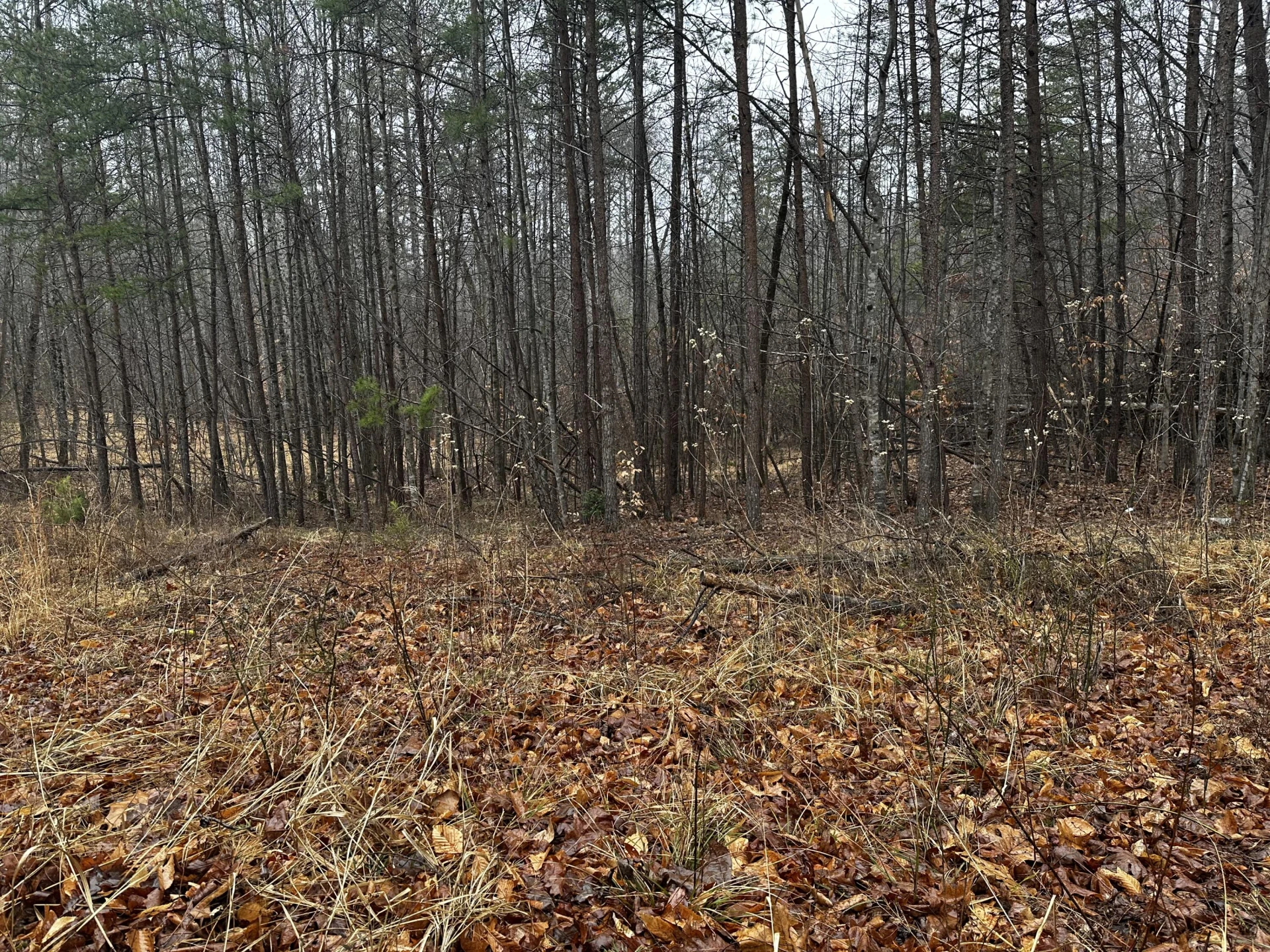 TBD Lauren Mill DR - Photo 3