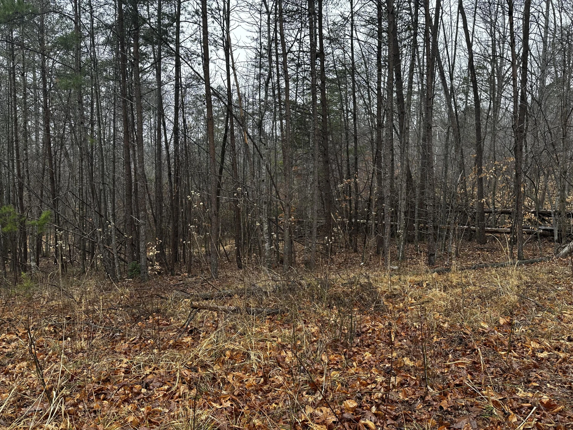 TBD Lauren Mill DR - Photo 2