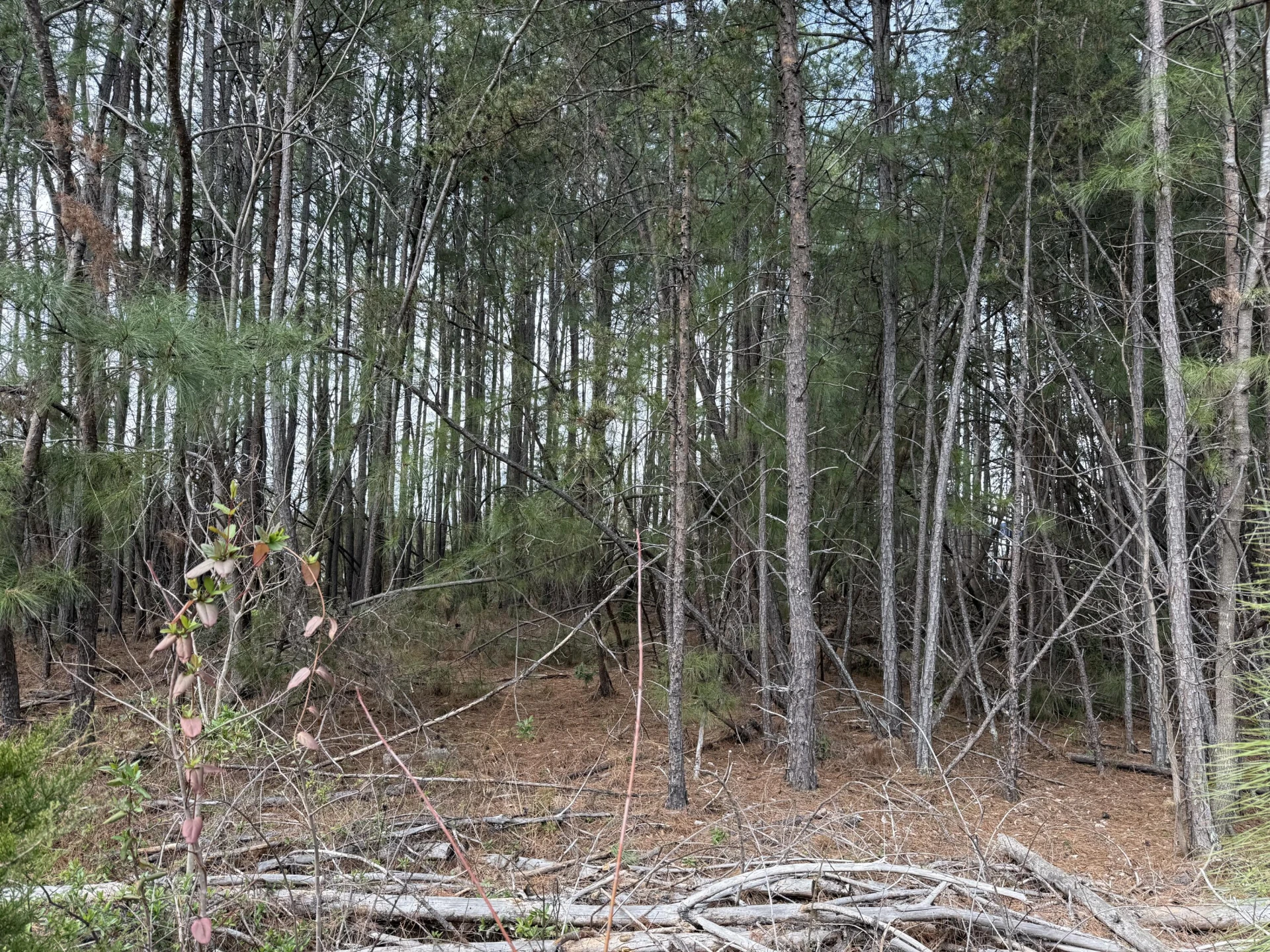LOT 1 MONETA RD - Photo 7