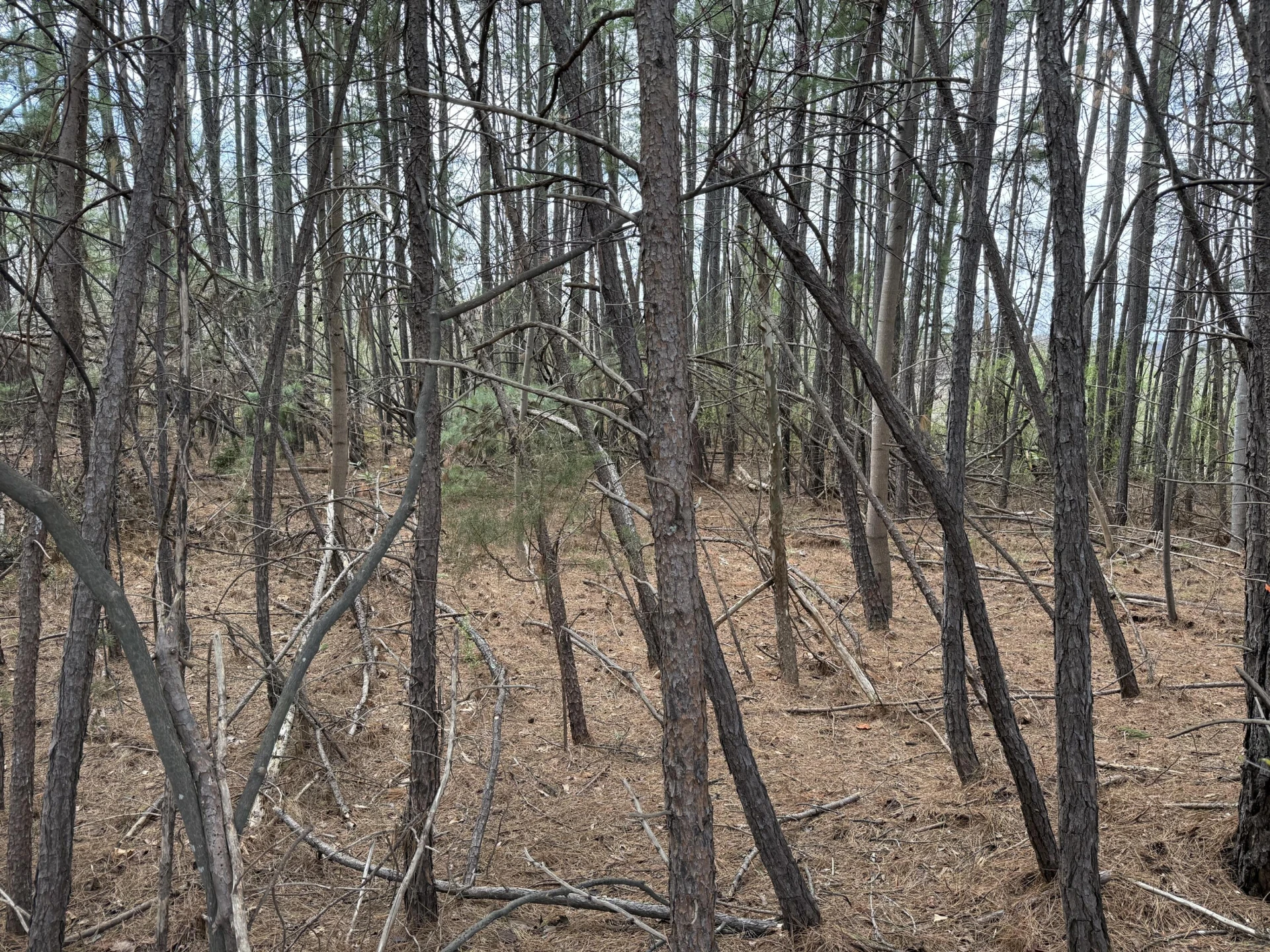 LOT 1 MONETA RD - Photo 4