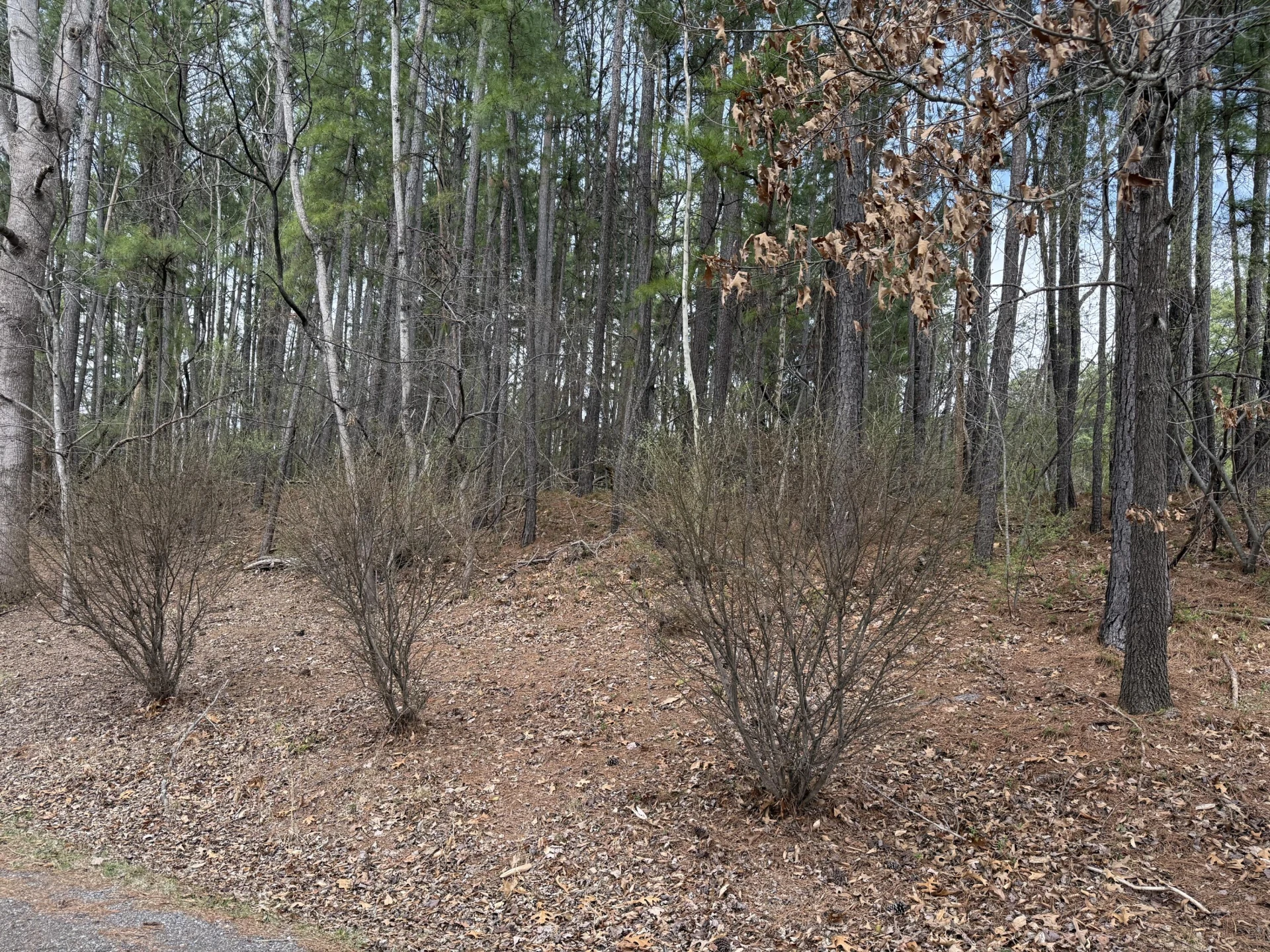 LOT 1 MONETA RD - Photo 6
