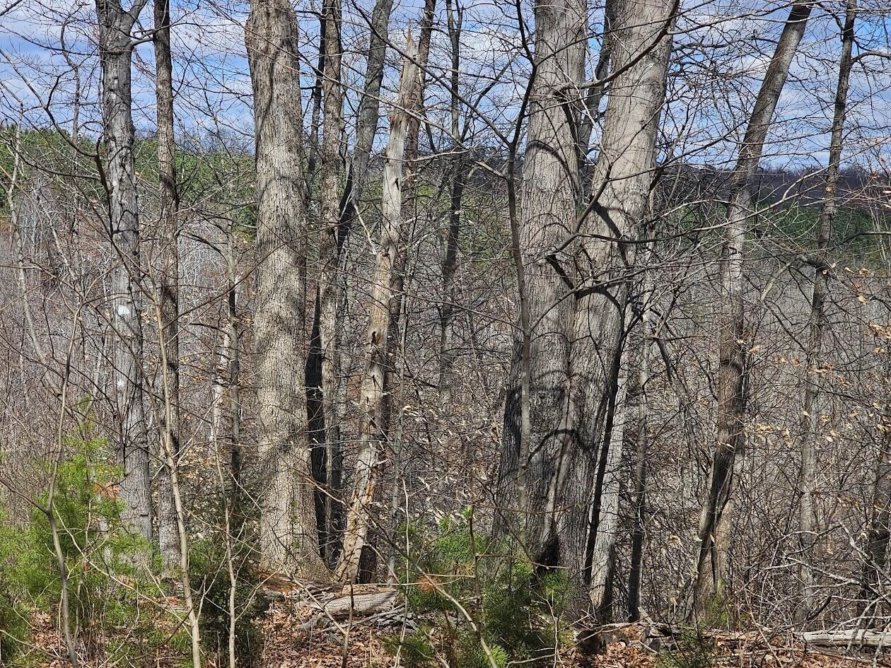 Lot 26 Afton LN - Photo 8