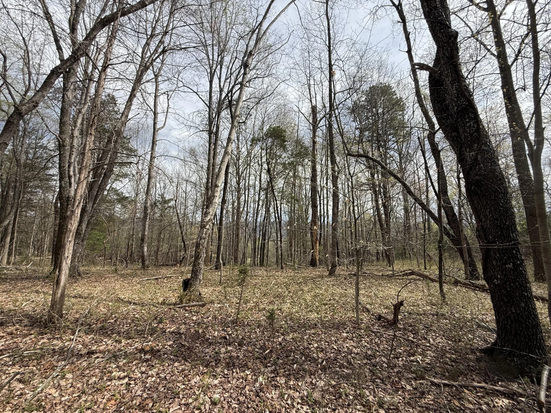 0 Back Creek RD